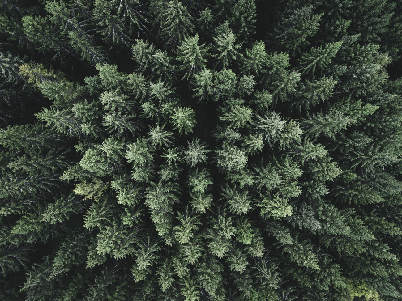 Photographie artistique Moody forest from above