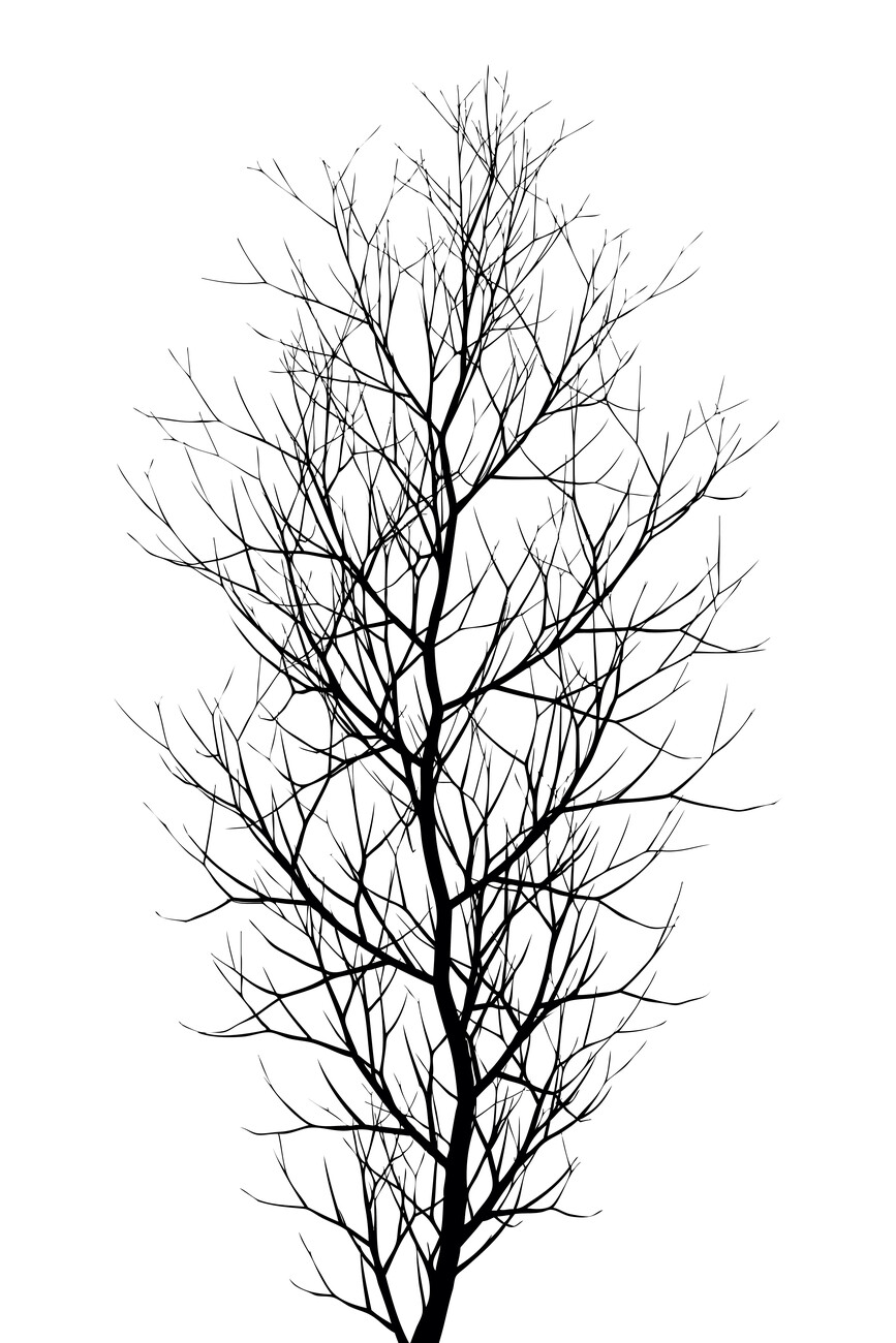 dark tree drawing