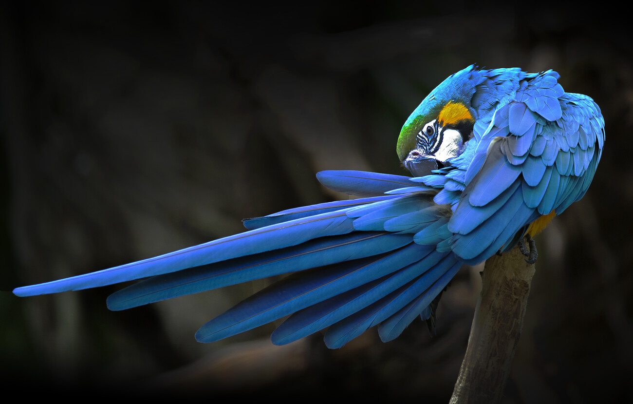 Umělecká fotografie Blue parrot, Abbas Ali Amir, (40 x 24.6 cm)
