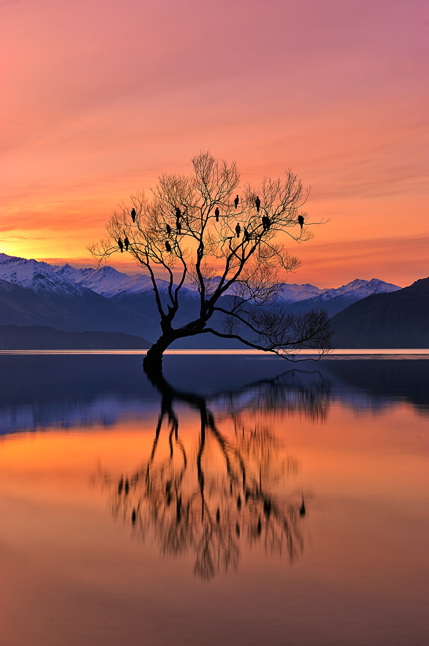 Umělecká fotografie Lone Tree is not Lonely, Mei Xu, (26.7 x 40 cm)