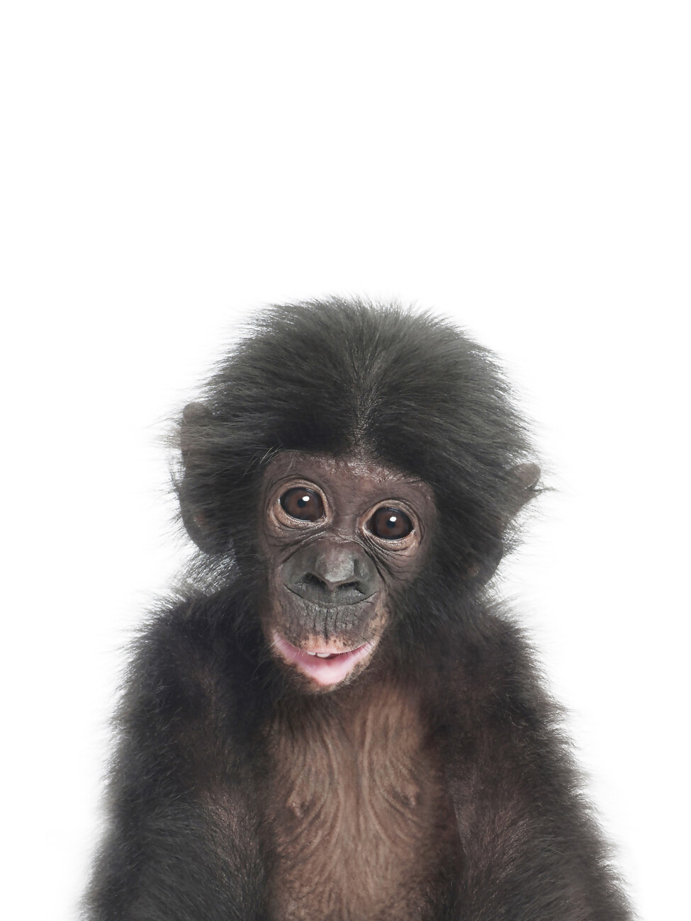 Baby Monkey, Posters, Art Prints, Wall Murals