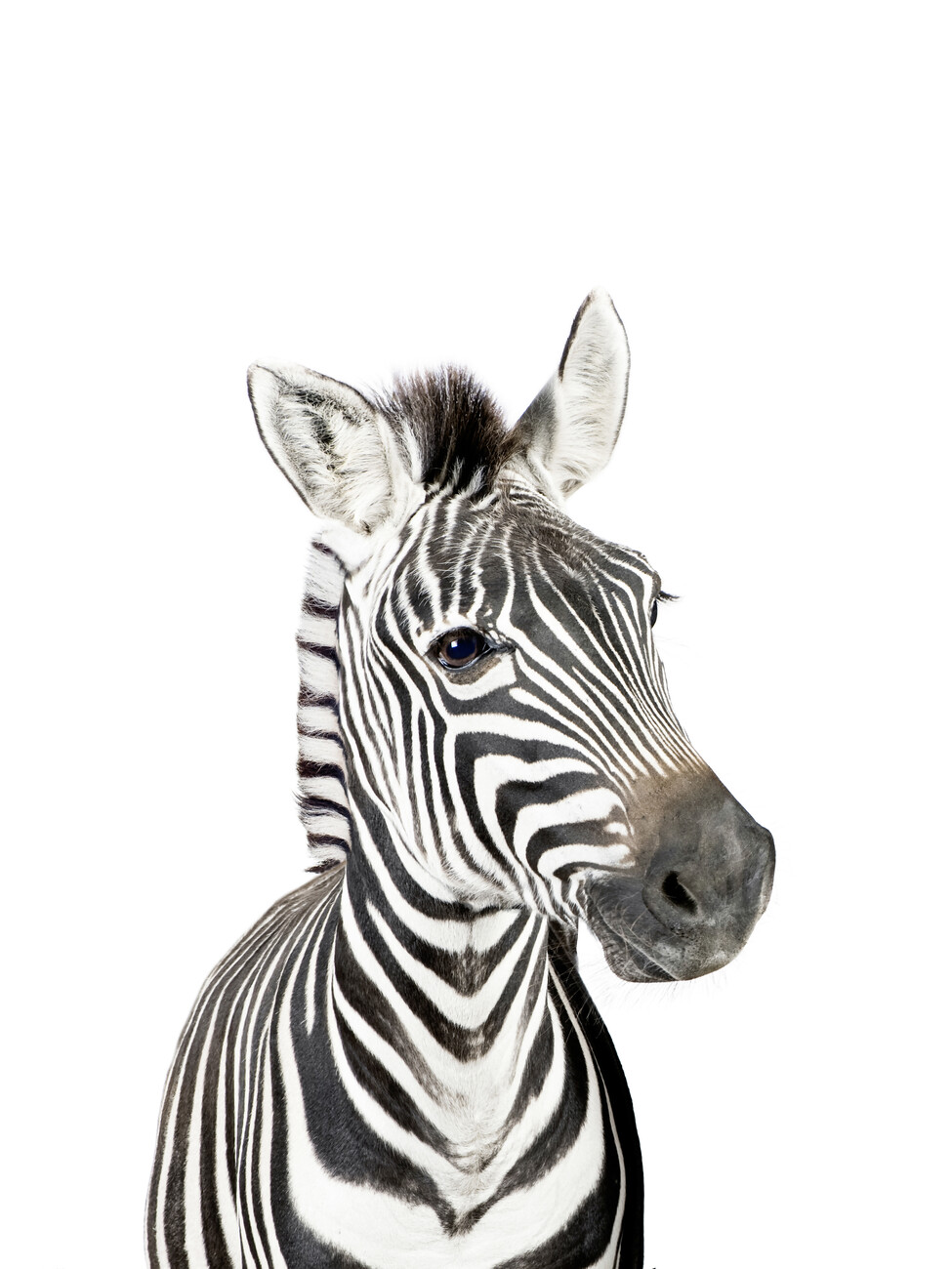 Acquista Africa Zebra in bianco e nero Poster Animali da parete Natura Arte  moderna Pittura su tela Stampe Immagini per soggiorno Decorazione della  camera dei bambini con cornice