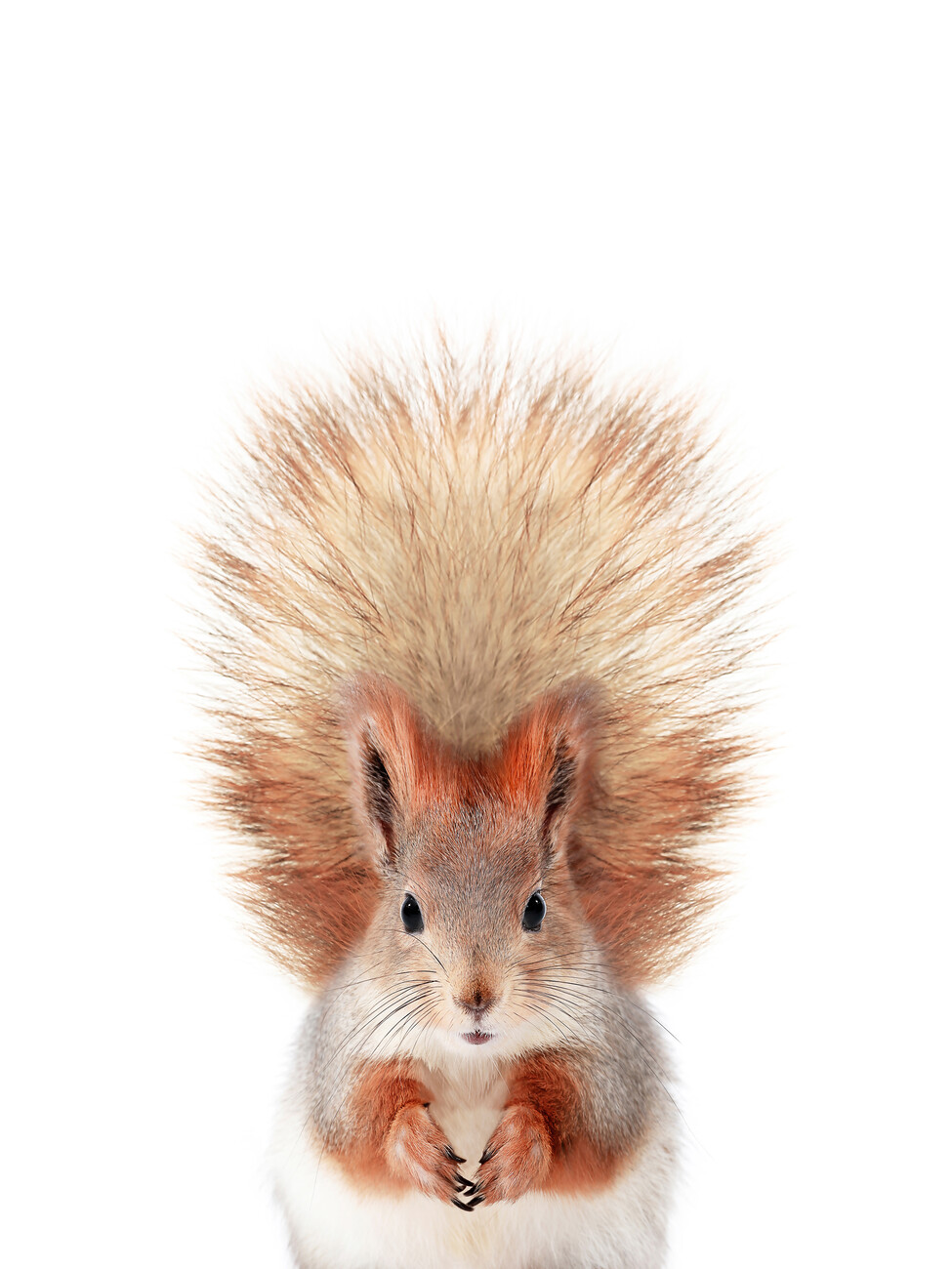 Fotografia artystyczna Baby Squirrel