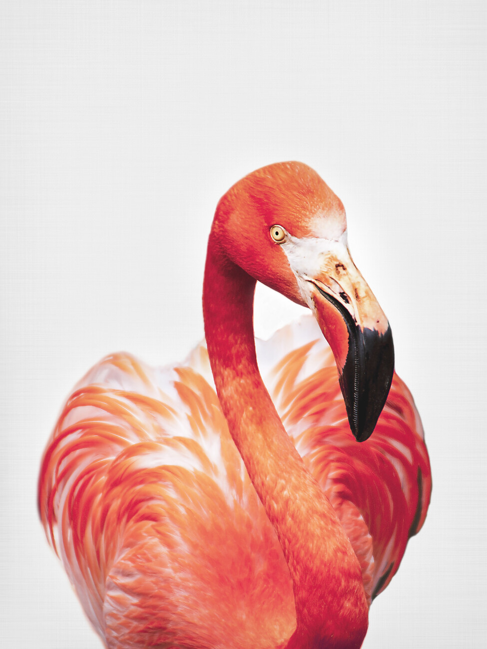 flamingo art print