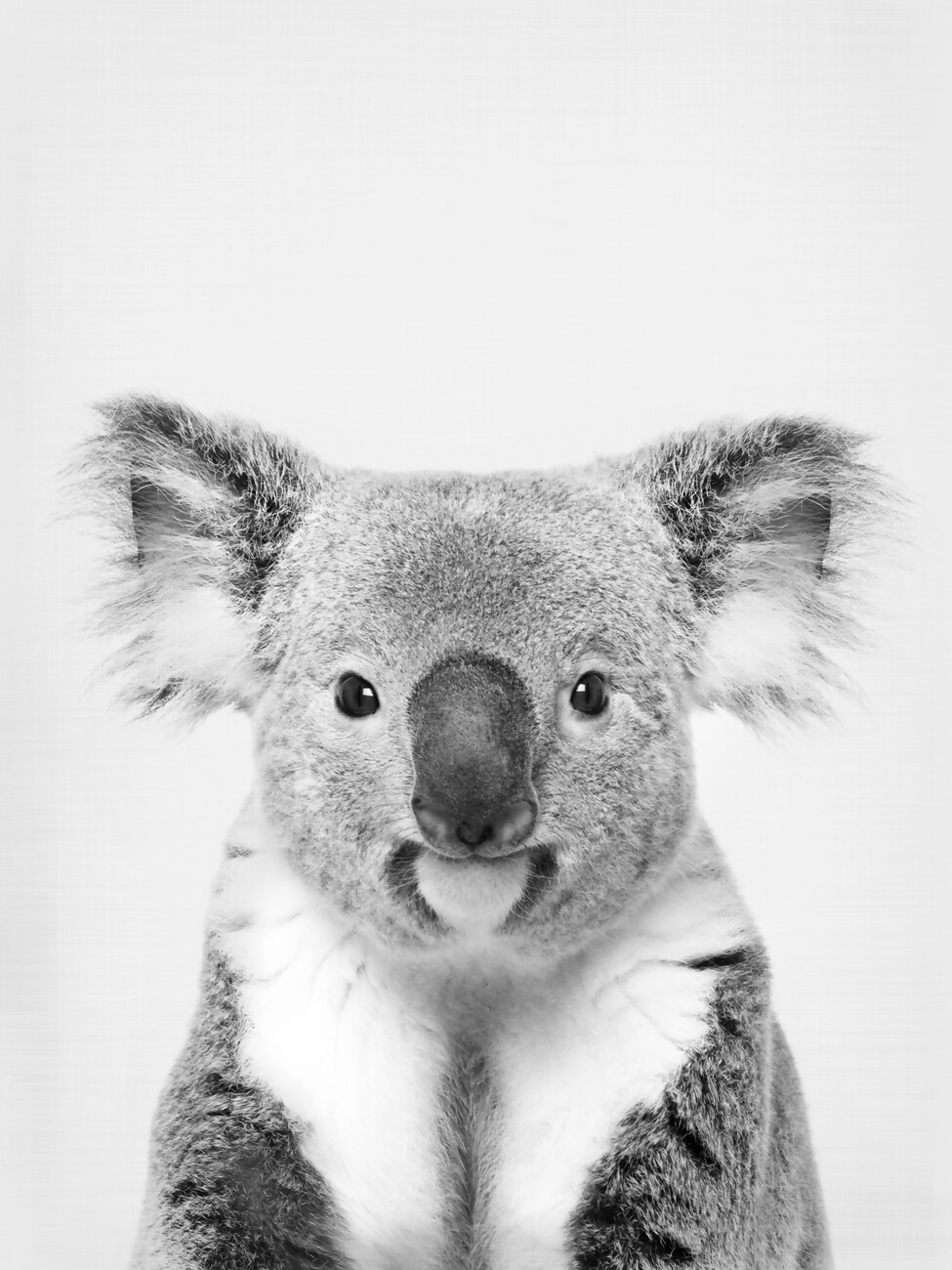 Wall Art Print, Koala