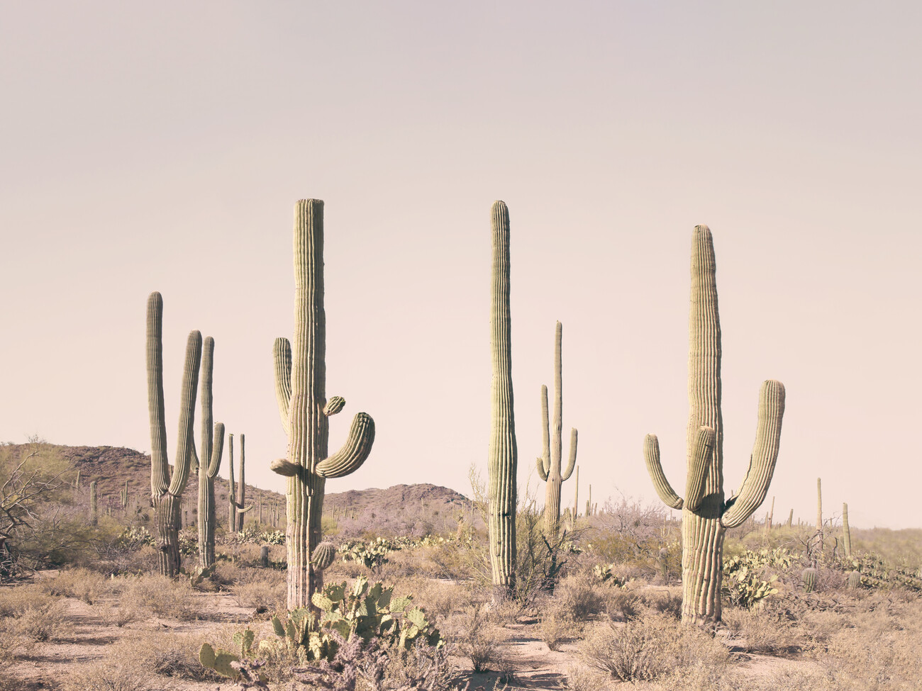 Pastel Cactus Desert  Posters, Impressions artistiques