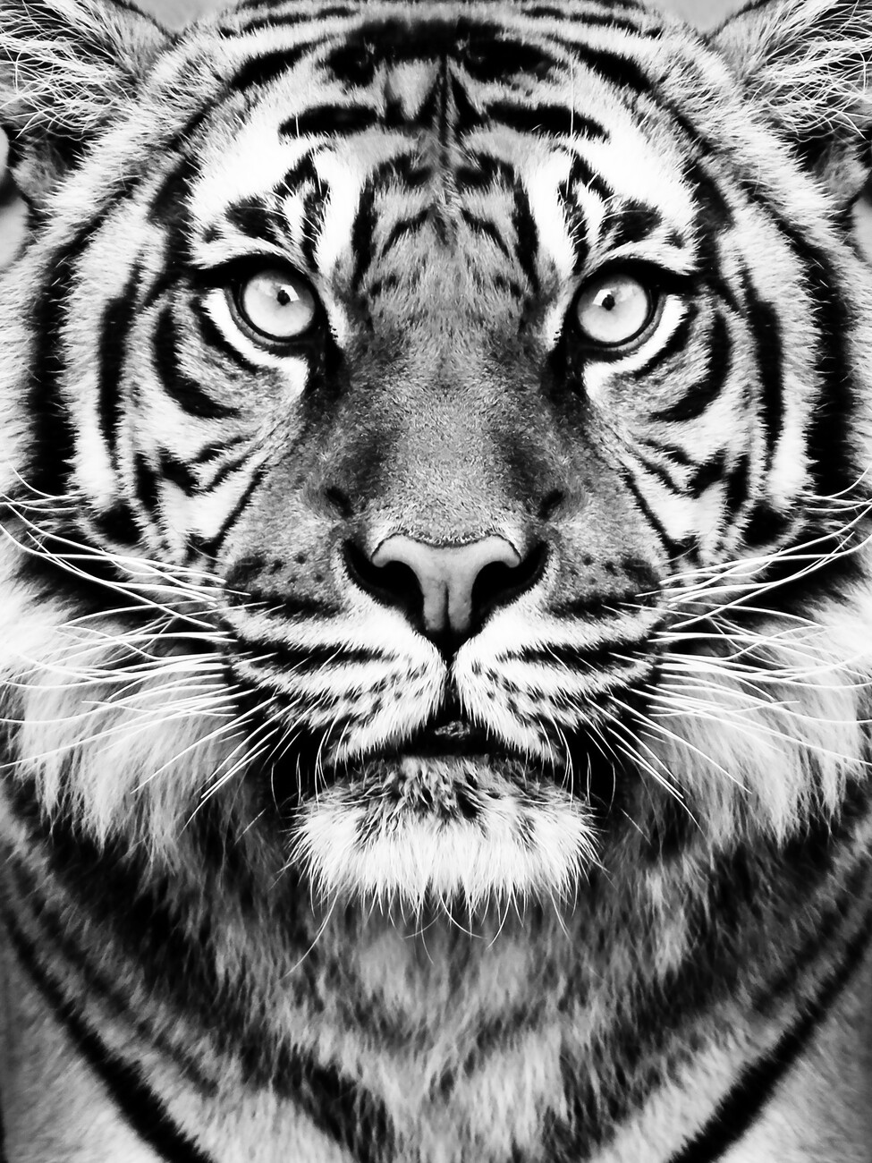 tiger photography black and white