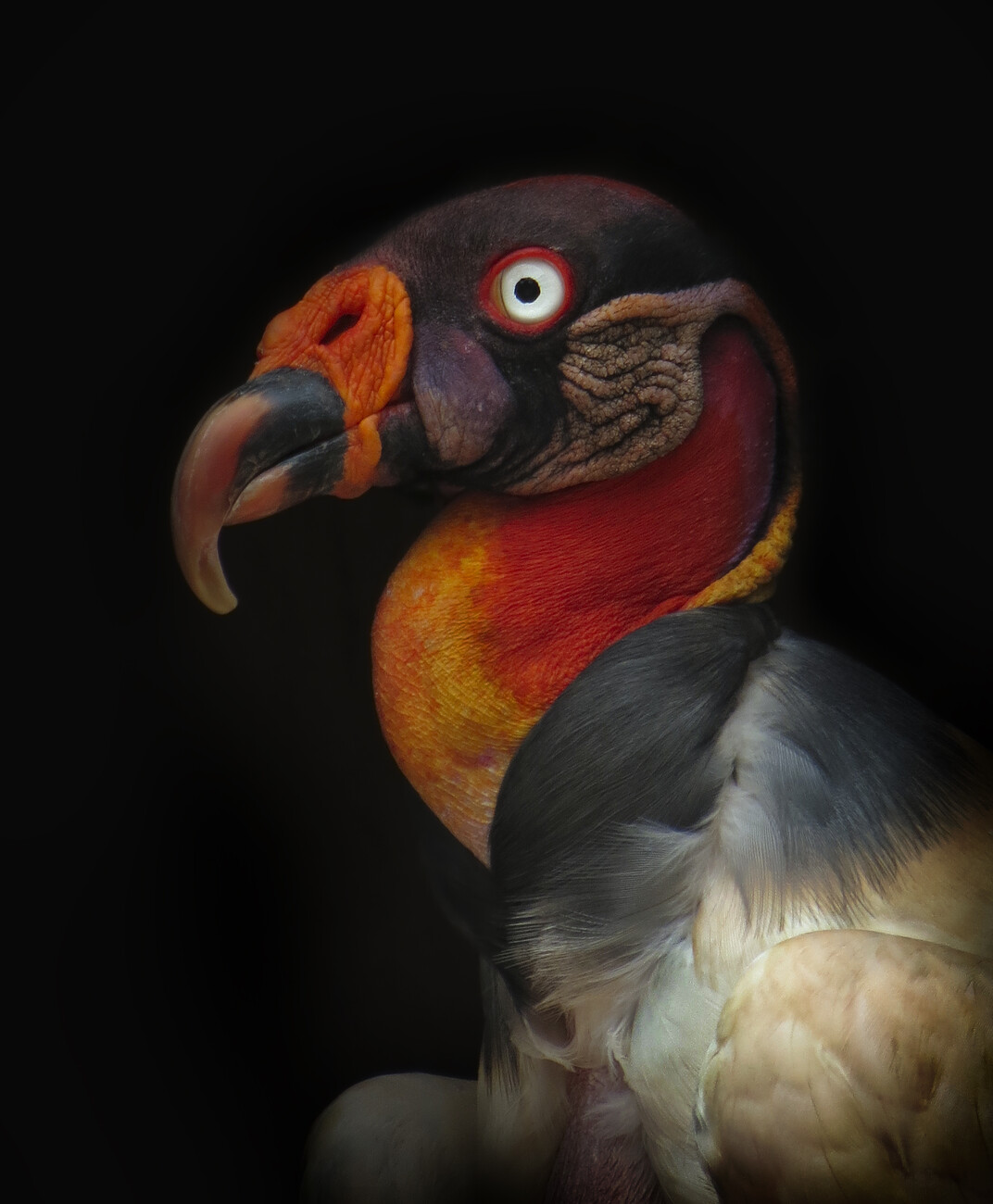 Stock photo of Head portrait of King vulture (Sarcoramphus papa) calling in  the rain. Available for sale on