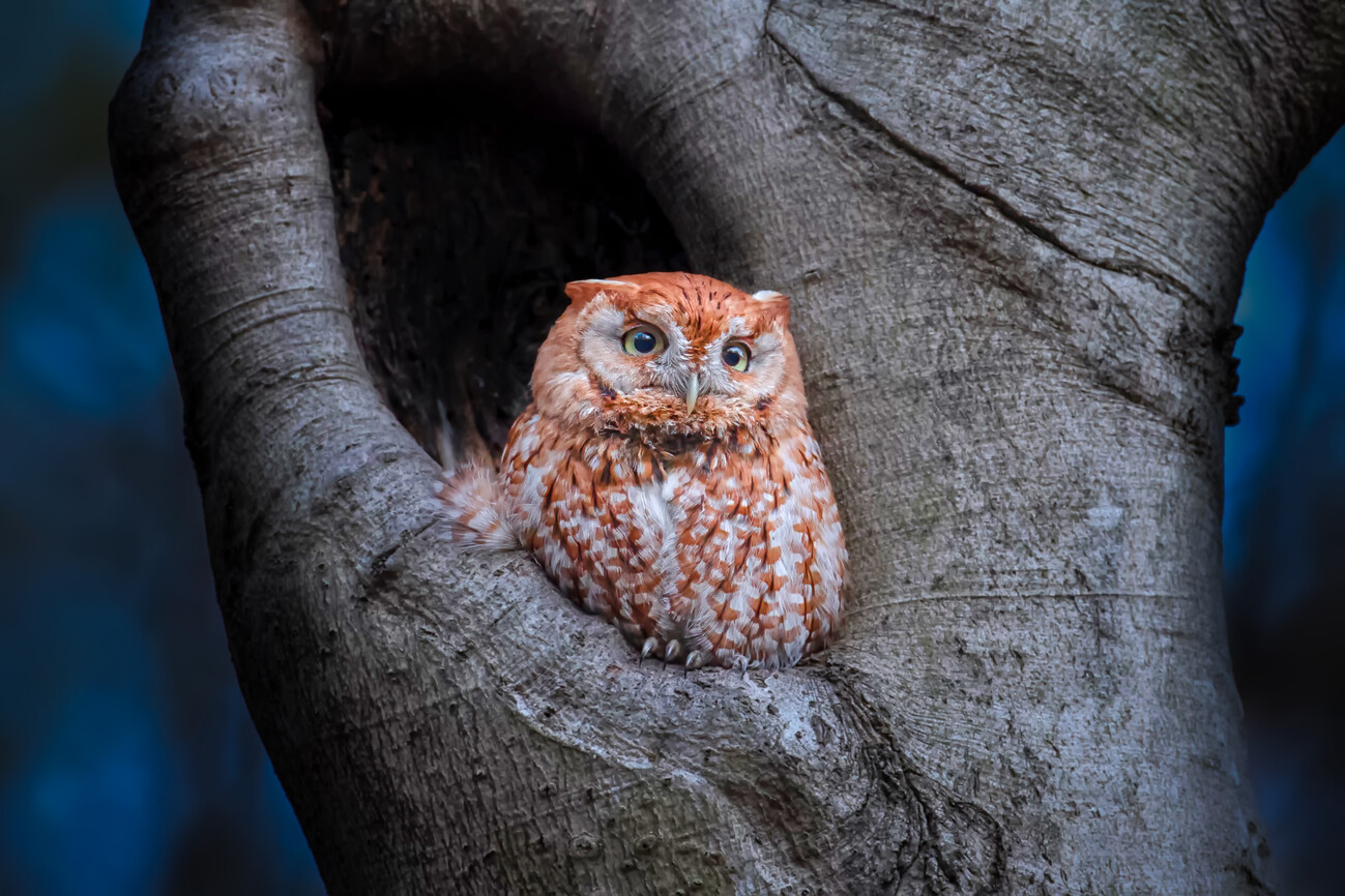 screech owl