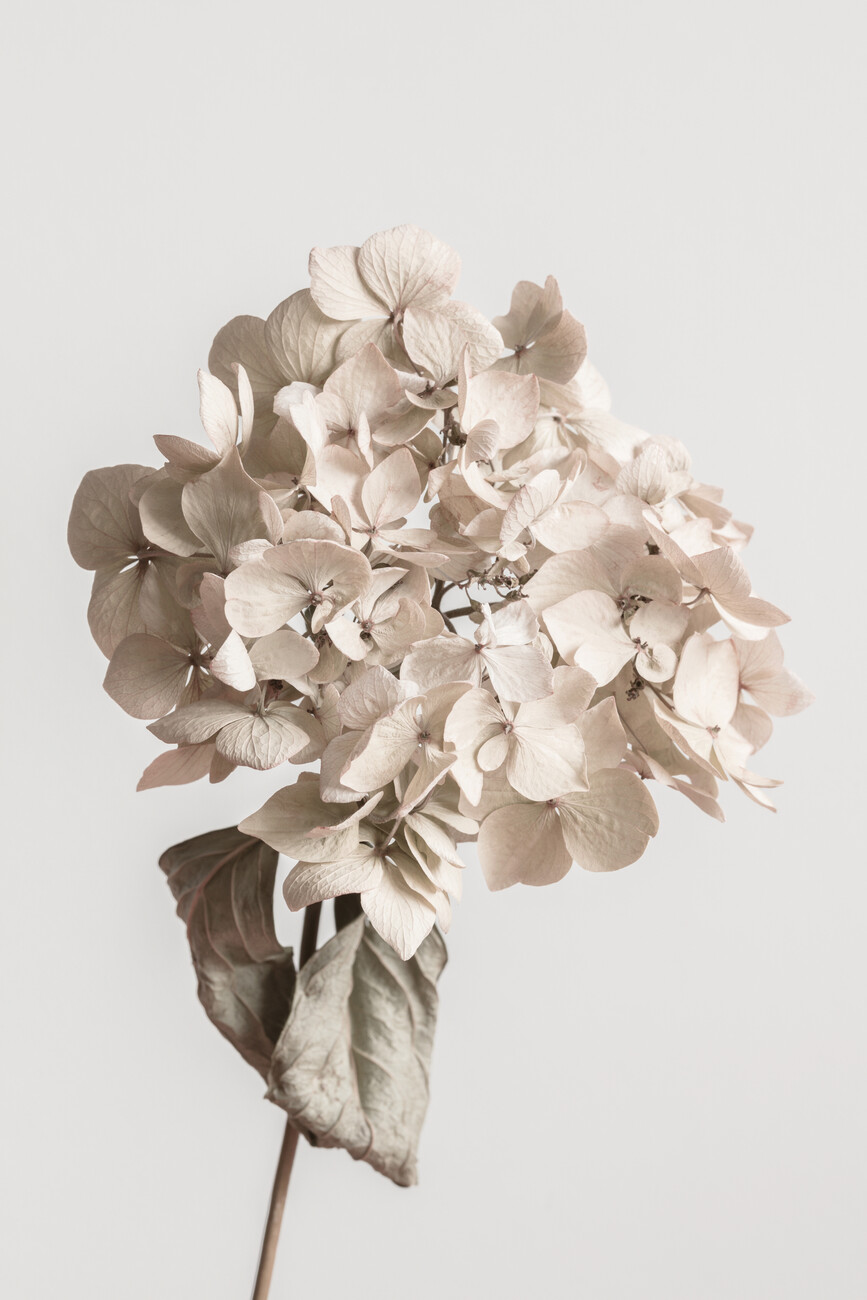 Delicate Dry Flowers Poster - Small beige flowers 