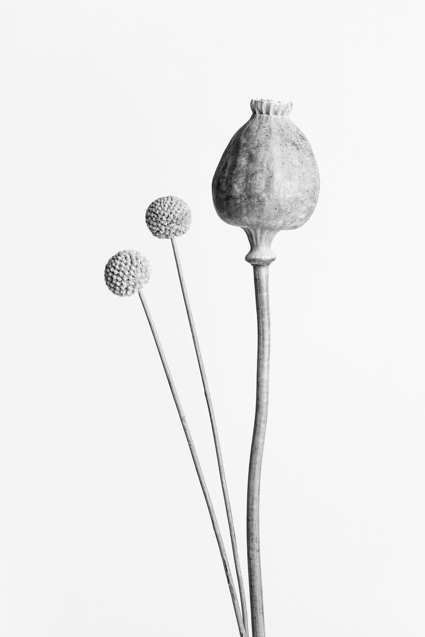 Umělecká fotografie Poppy Seed Capsule Black and White, Studio Collection, (26.7 x 40 cm)