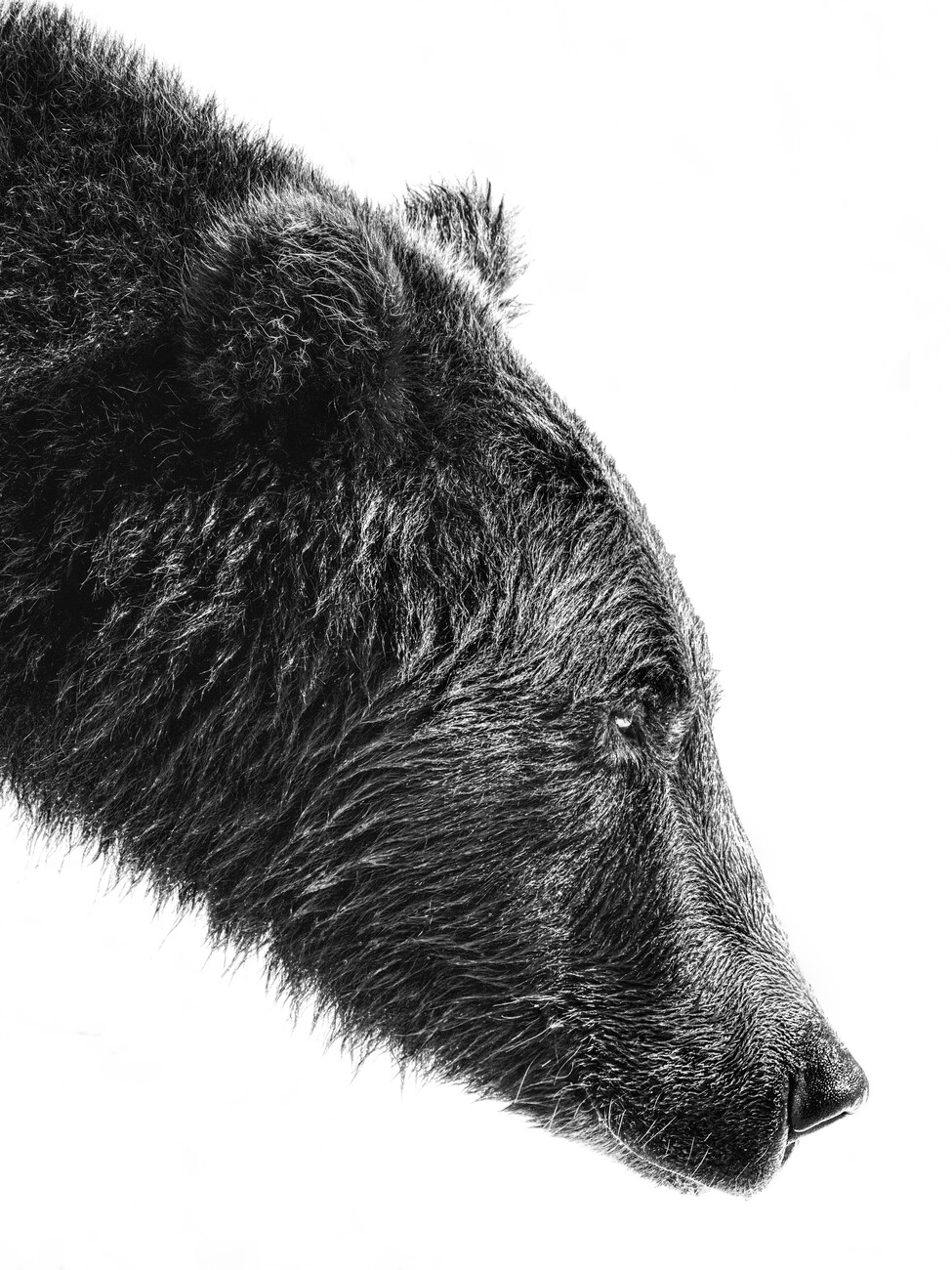 Grizzly Bear  Posters, Impressions artistiques, Décoration murale