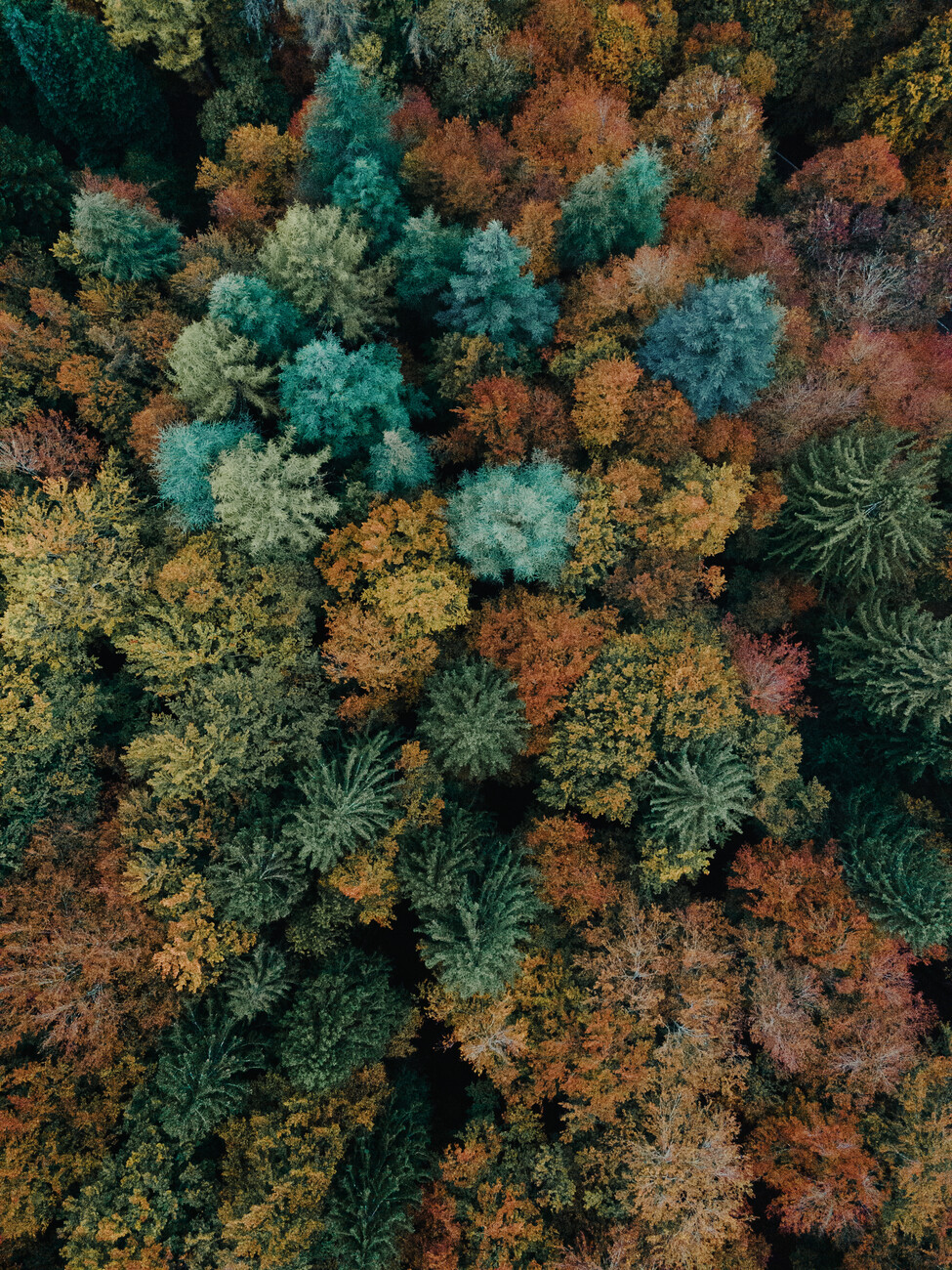 Obraz na plátně Autumn forest from above