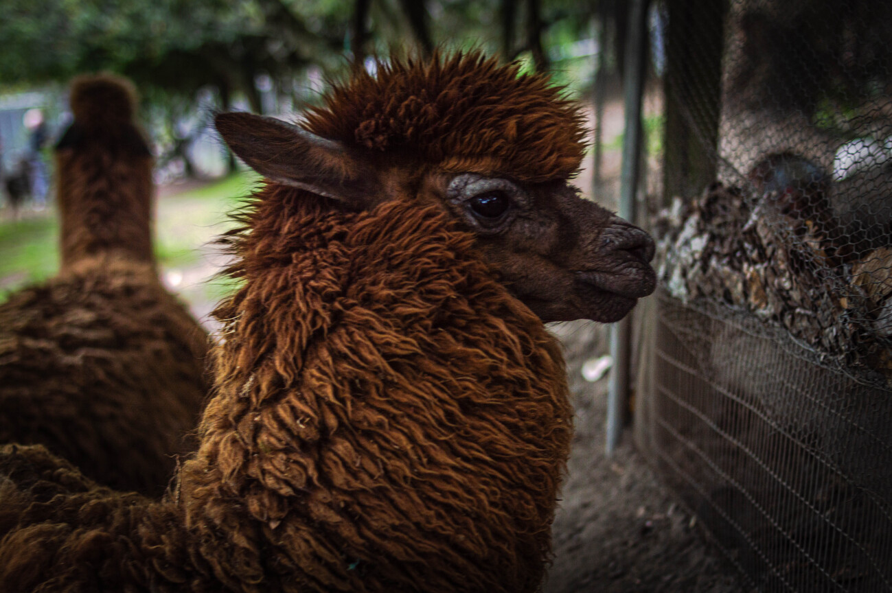 Konstfotografering Lama