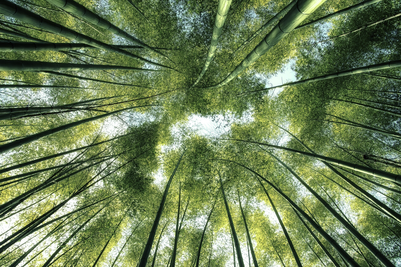 Close Up Bamboo Forest