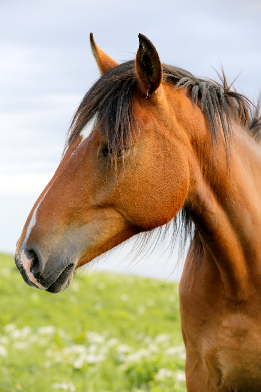 Horse Images Buying Cheapest