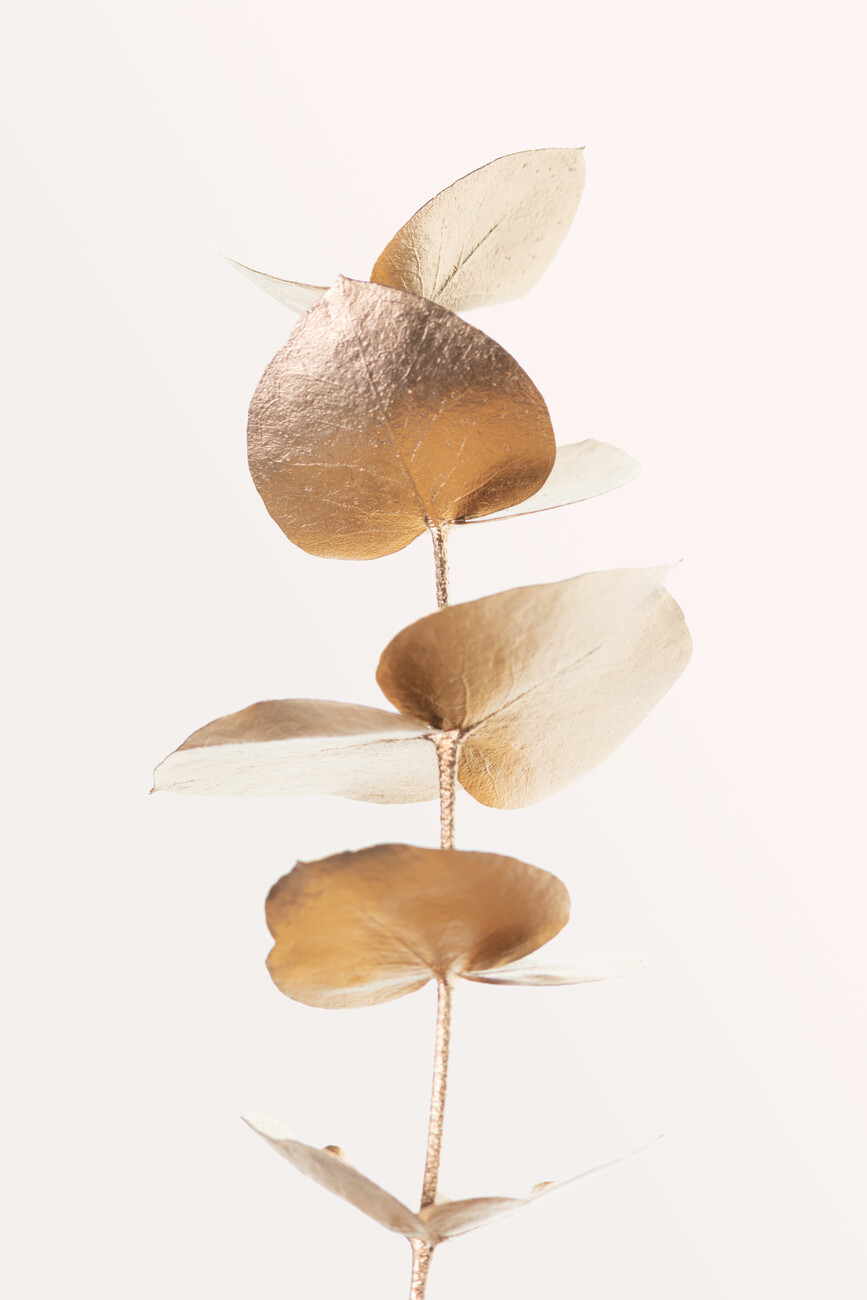 Ilustrace Eucalyptus Gold No 06, Studio Collection, (26.7 x 40 cm)