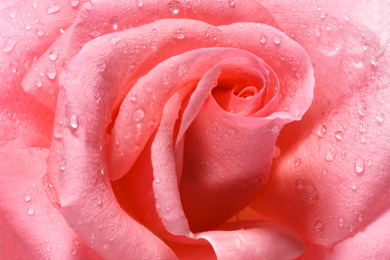 Beautiful pink rose | Posters, Art Prints, Wall Murals | +250 000 ...