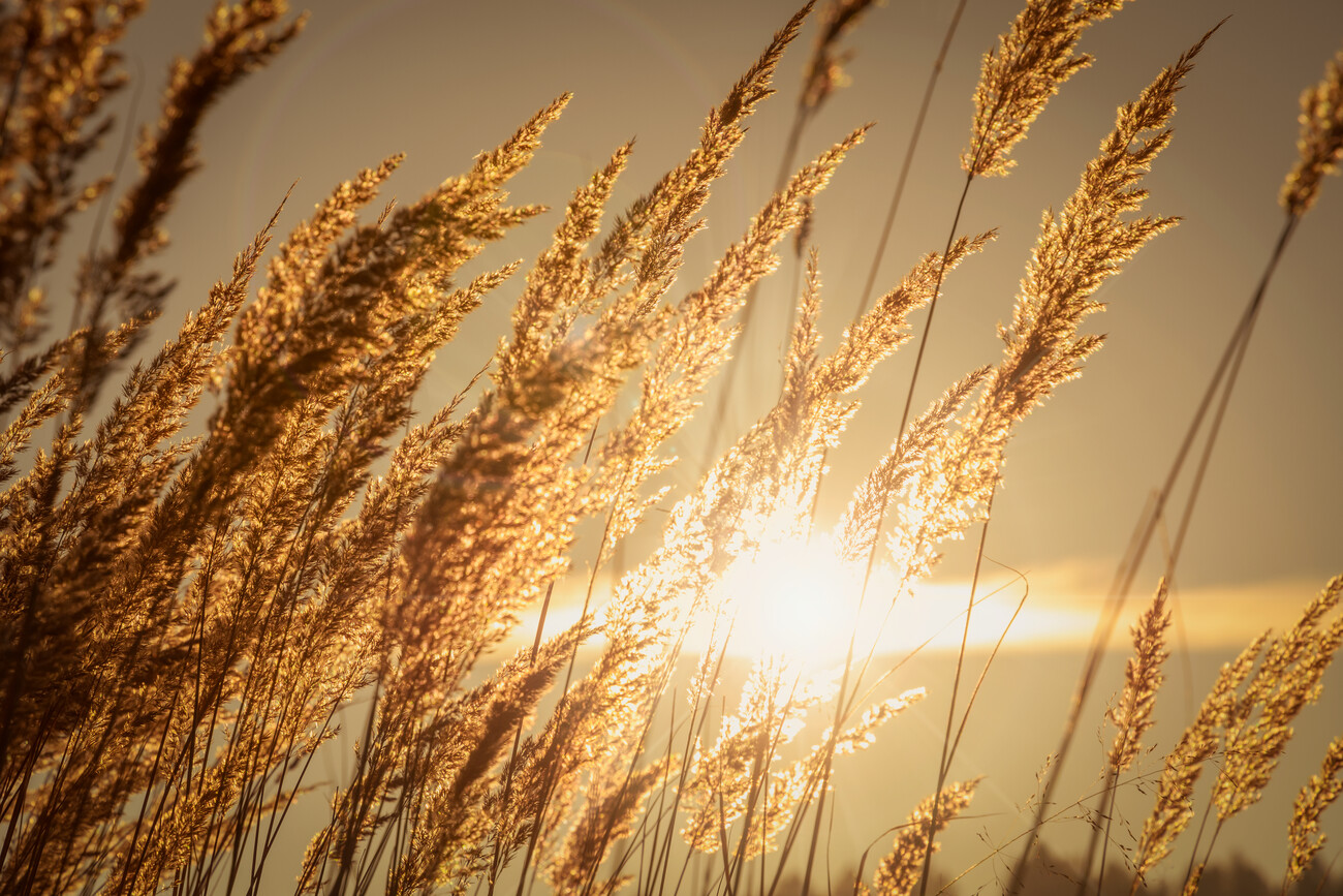 Golden dry grasses in the sunshine of the setting sun  Postere 