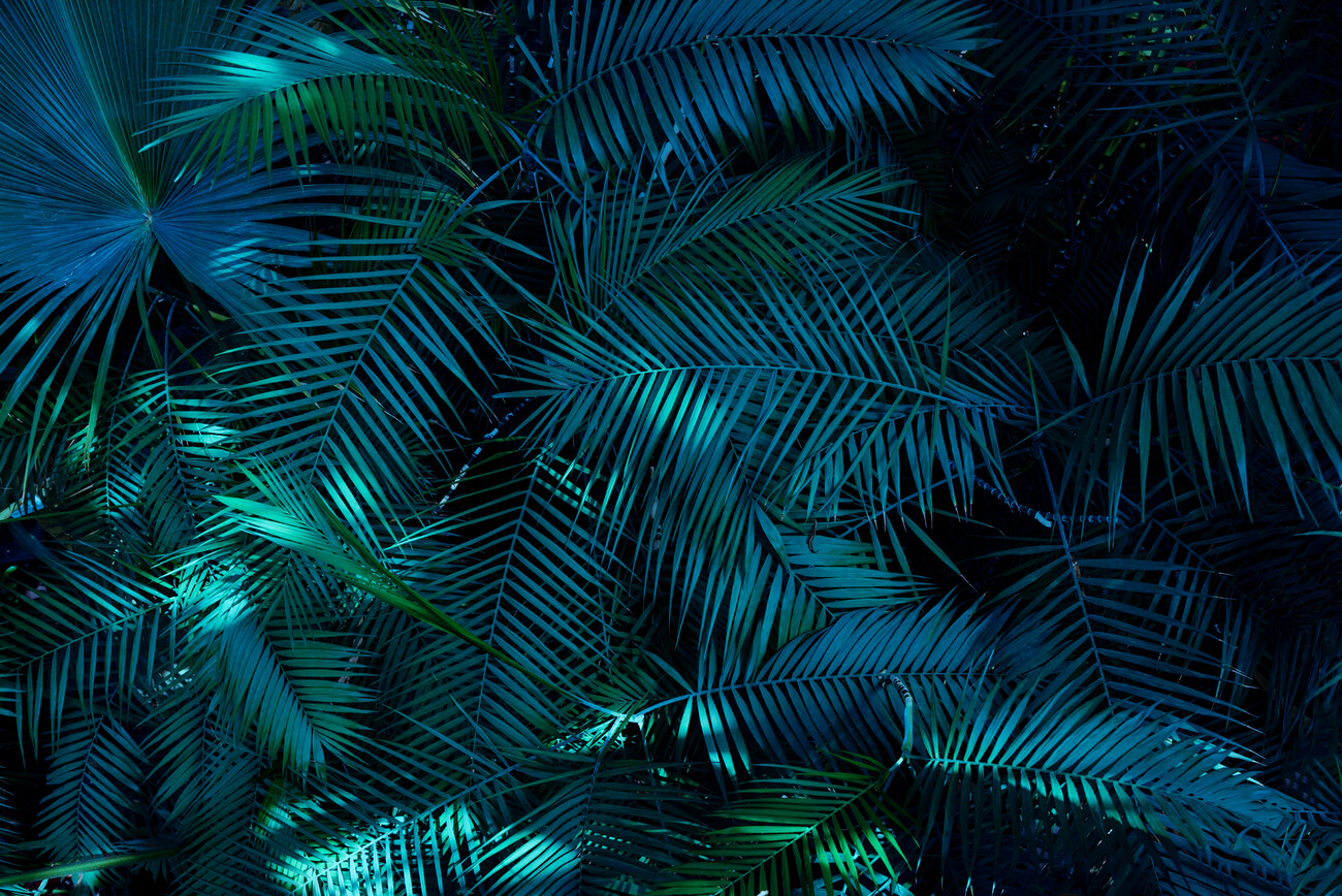 Hình nền lá xanh nhiệt đới sẽ giúp cho thiết kế của bạn nổi bật hơn trong những mùa hè nóng bức. Với những chiếc lá xanh tươi mới tràn đầy sức sống này, bạn sẽ tìm thấy bầu không khí mát mẻ và cảm thấy thật sự thư thái. Hãy khám phá và sử dụng hình ảnh này để mang lại cảm giác nhiệt tình cho sản phẩm thiết kế của mình.