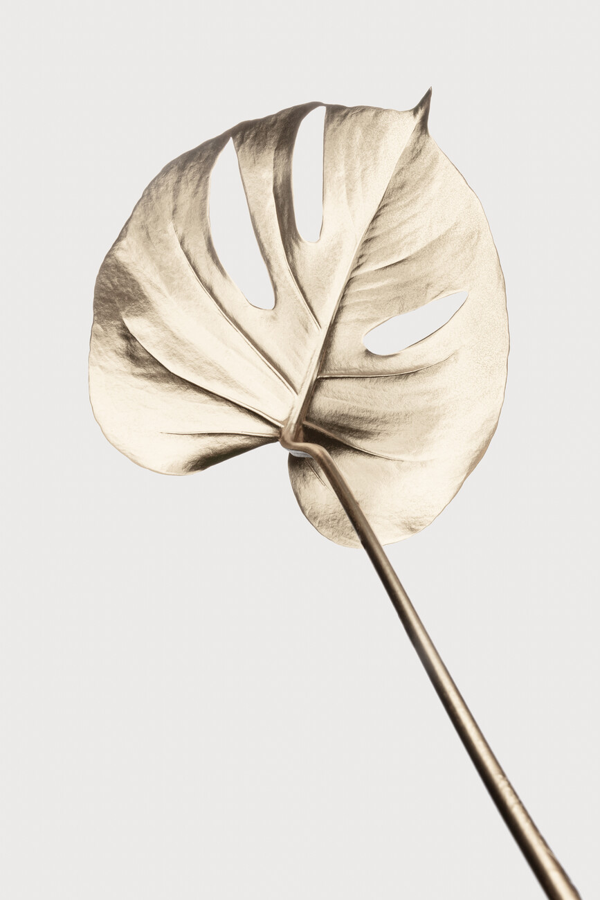 Ilustrace Monstera Gold 05, Studio Collection, (26.7 x 40 cm)