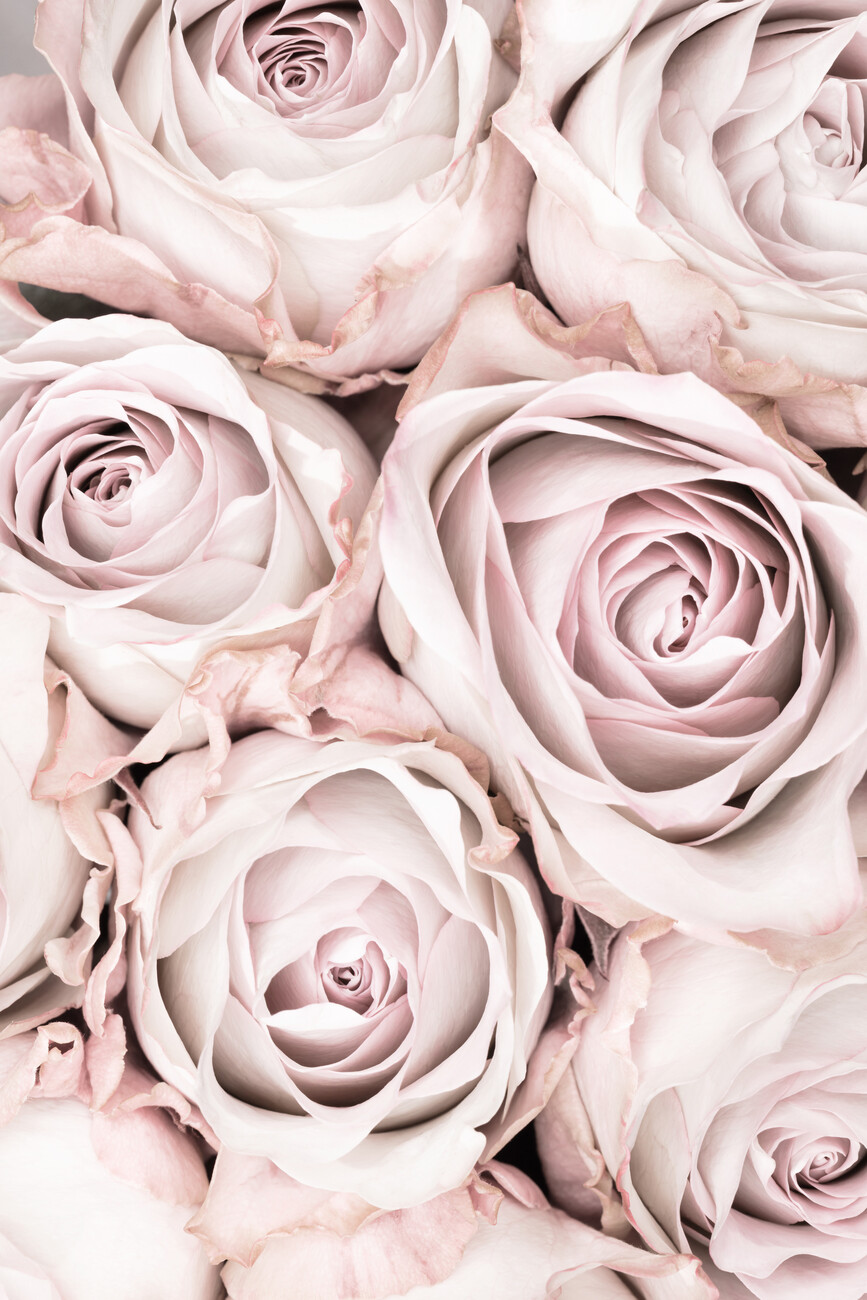 Umělecká fotografie Pink Roses No 01