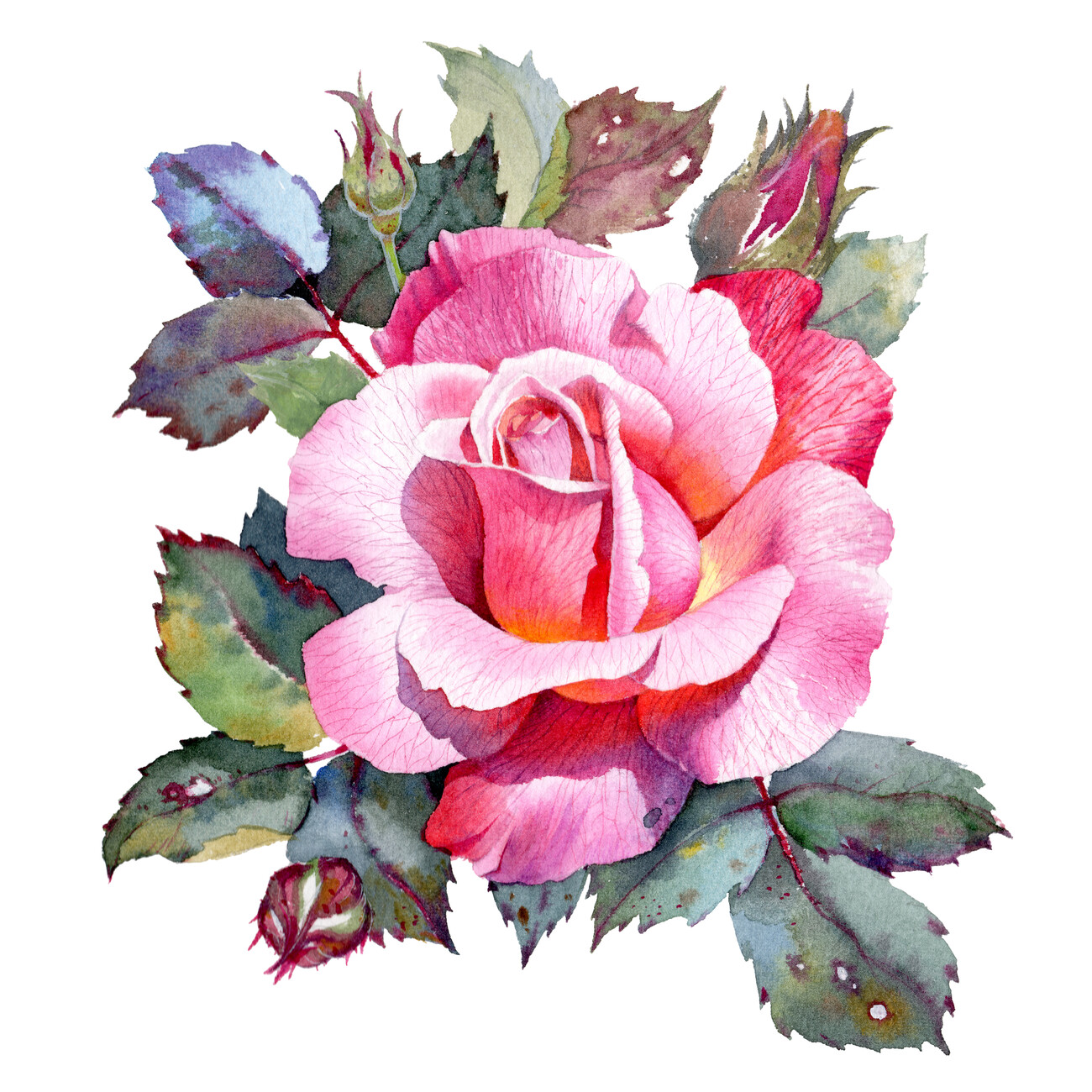 Umělecká ilustrace | Rose watercolor painting | Posters.cz