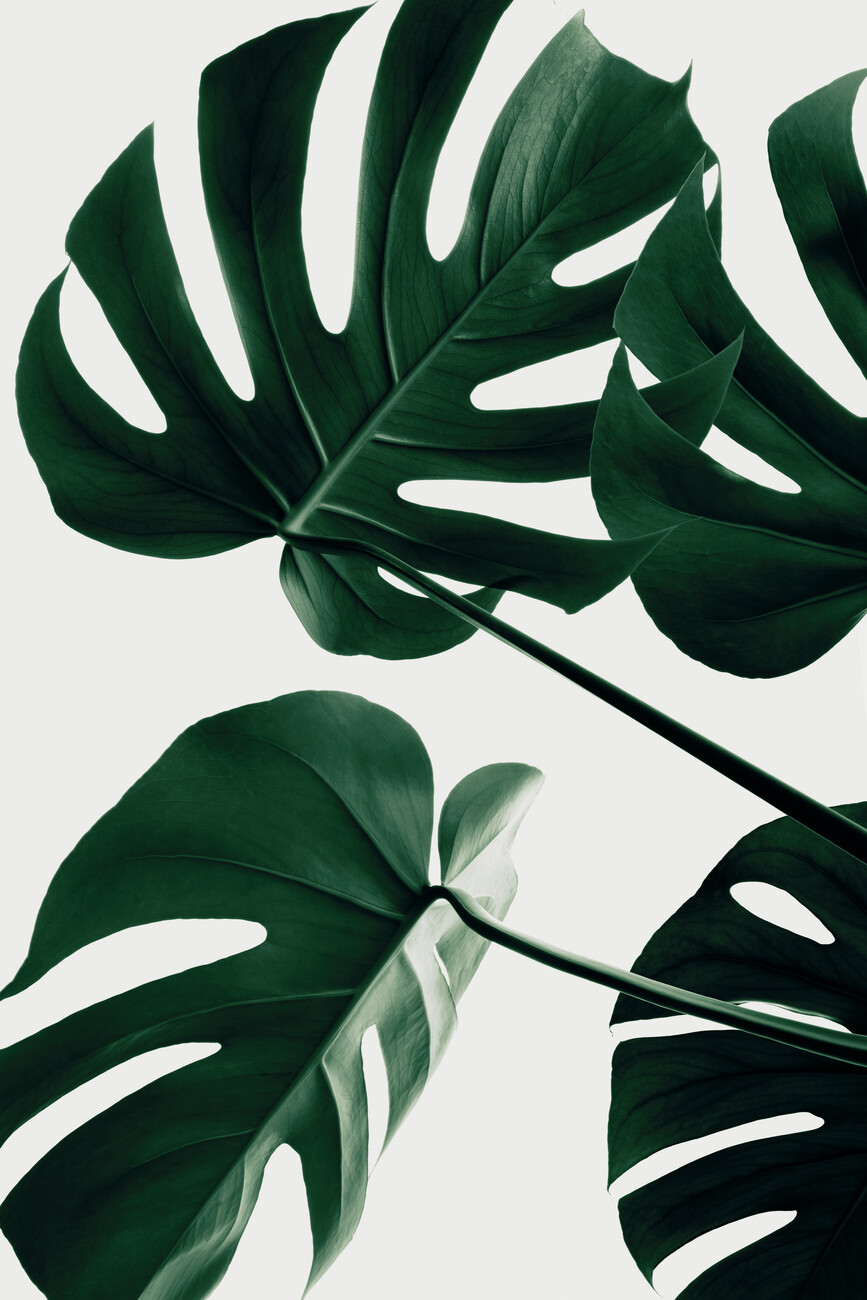 Ilustrace Monstera Natural 43, Studio Collection, (26.7 x 40 cm)