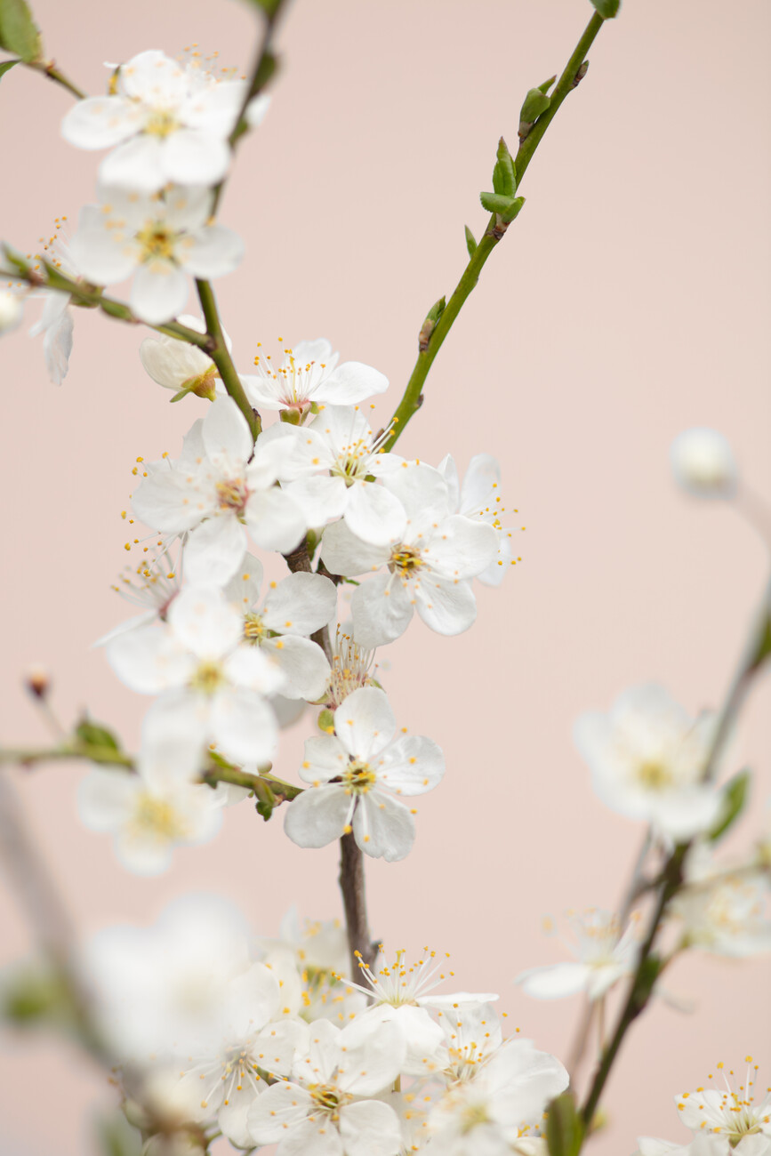 Umělecká fotografie Cherry tree flowers, Studio Collection, (26.7 x 40 cm)