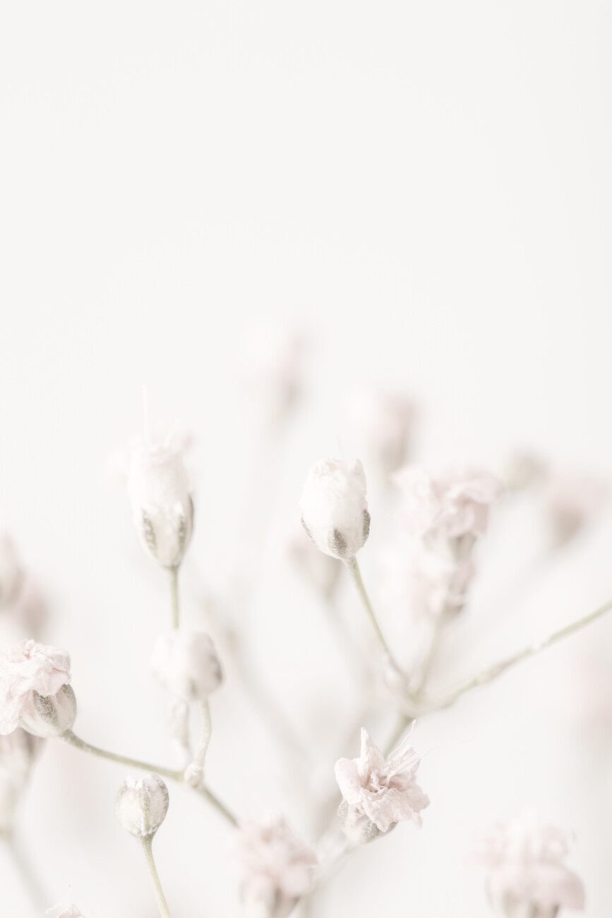 Pink Small Flowers, Poster, Kunstdrucke, Fototapeten