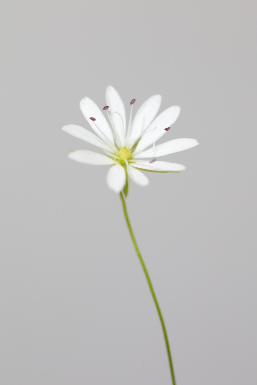 small flowers white background