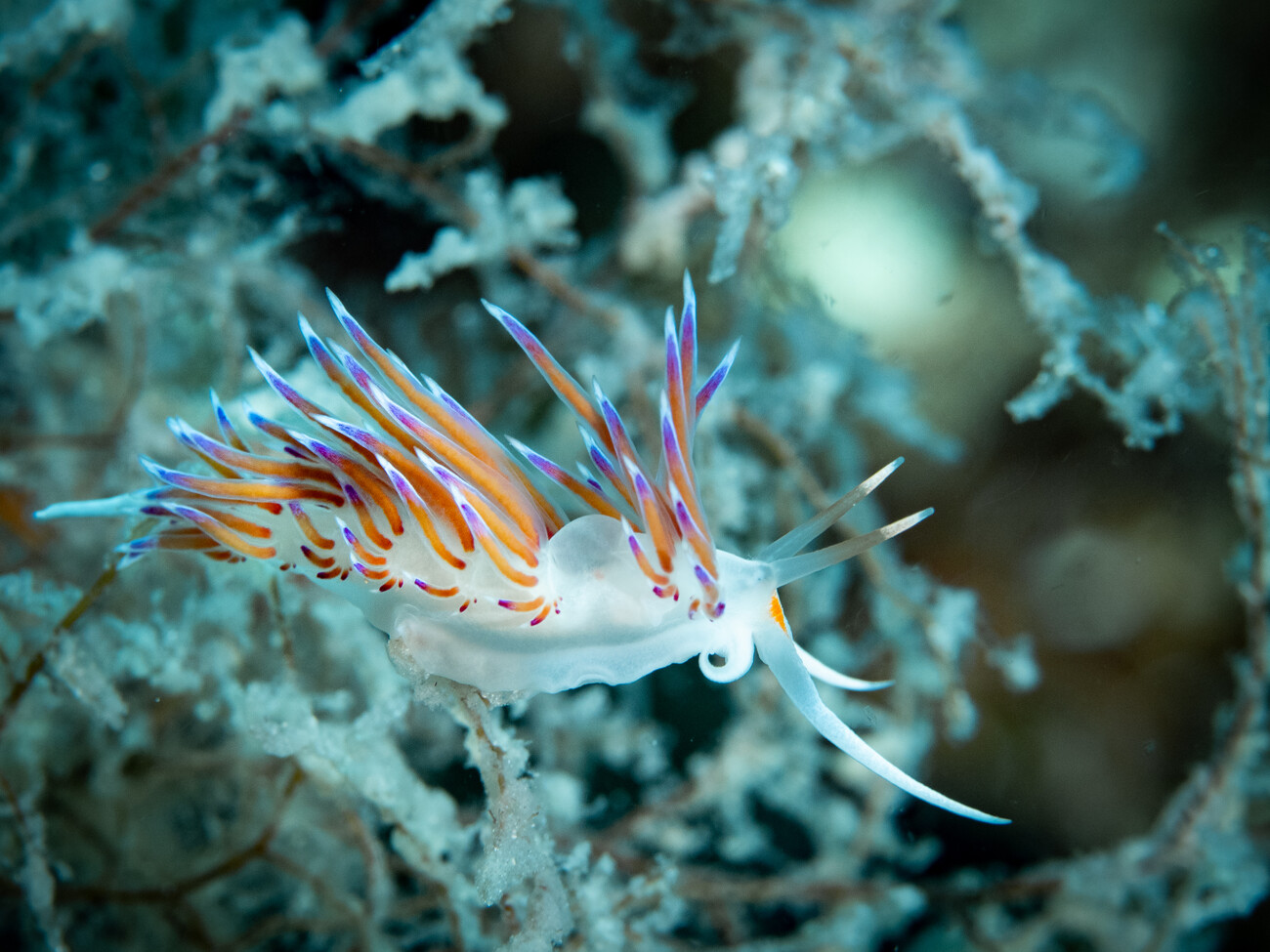 Nudibranch | Affischer, Konsttryck, Väggmålningar | Europosters