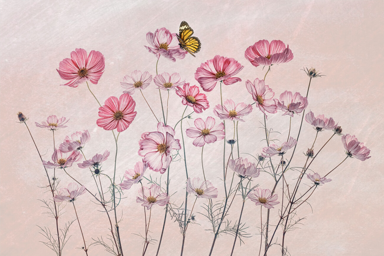 Samolepka Cosmos and Butterfly