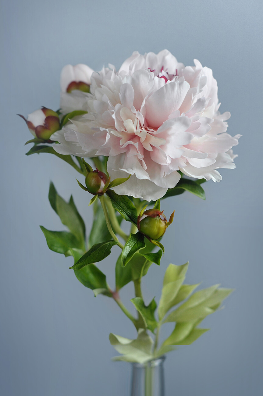 Peony | Poster, Stampe Artistiche, Carta da Parati