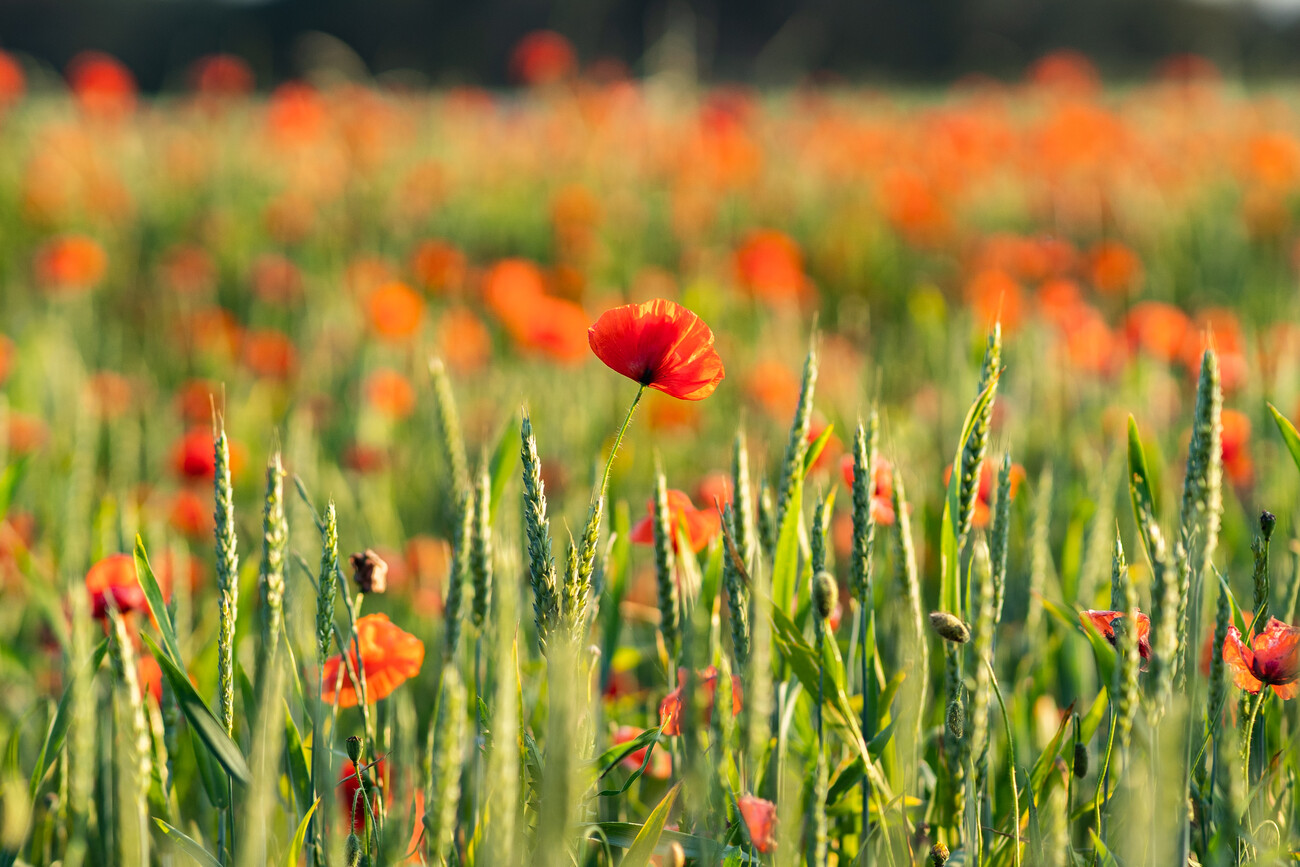 Poster mural Coquelicots