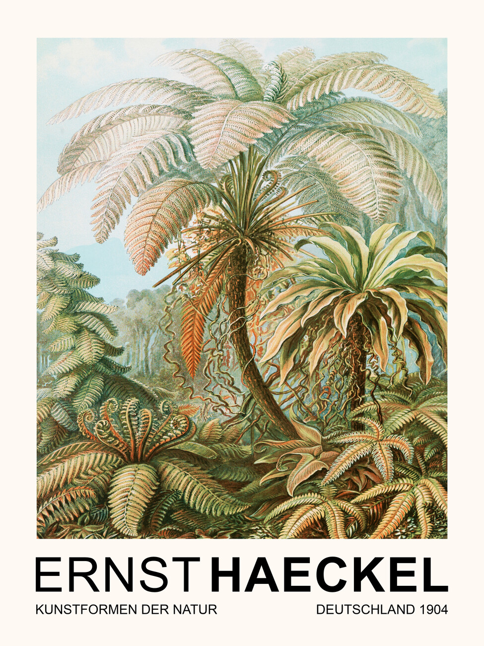 Obrazová reprodukce Filicinae–Laubfarne / Rainforest Trees (Vintage Academia) - Ernst Haeckel, (30 x 40 cm)