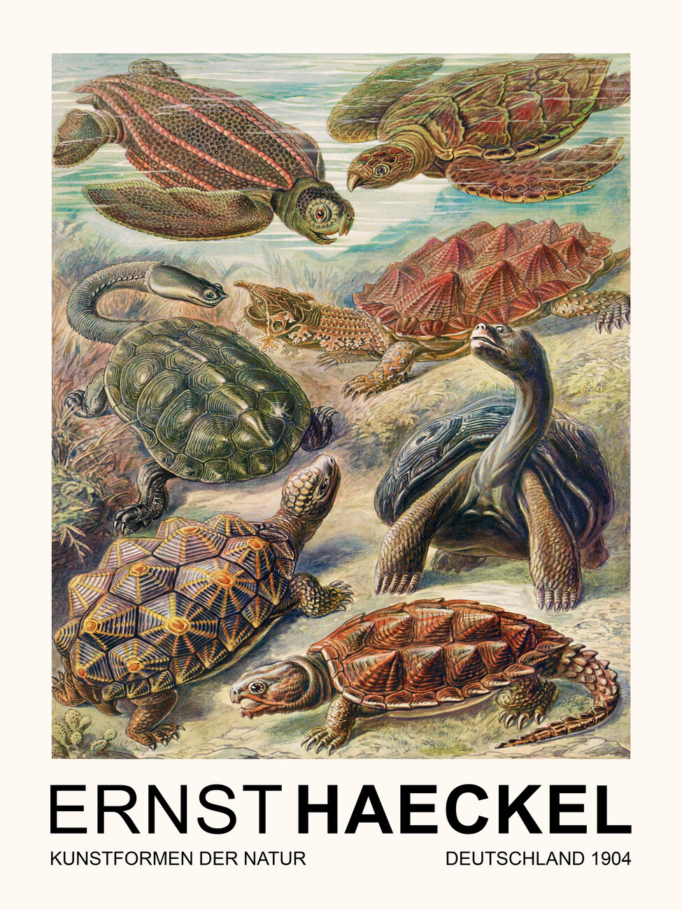 Obrazová reprodukce Chelonia–Schildkröten / Turtles (Vintage Academia) - Ernst Haeckel, (30 x 40 cm)