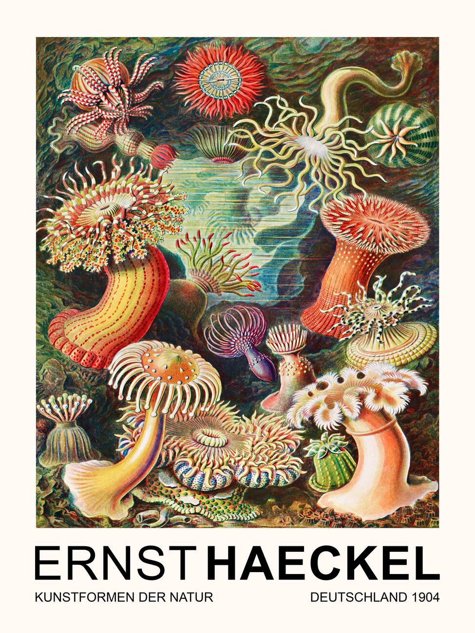 Obrazová reprodukce Actiniae–Seeanemonen / Sea Anemones (Vintage Academia) - Ernst Haeckel, (30 x 40 cm)