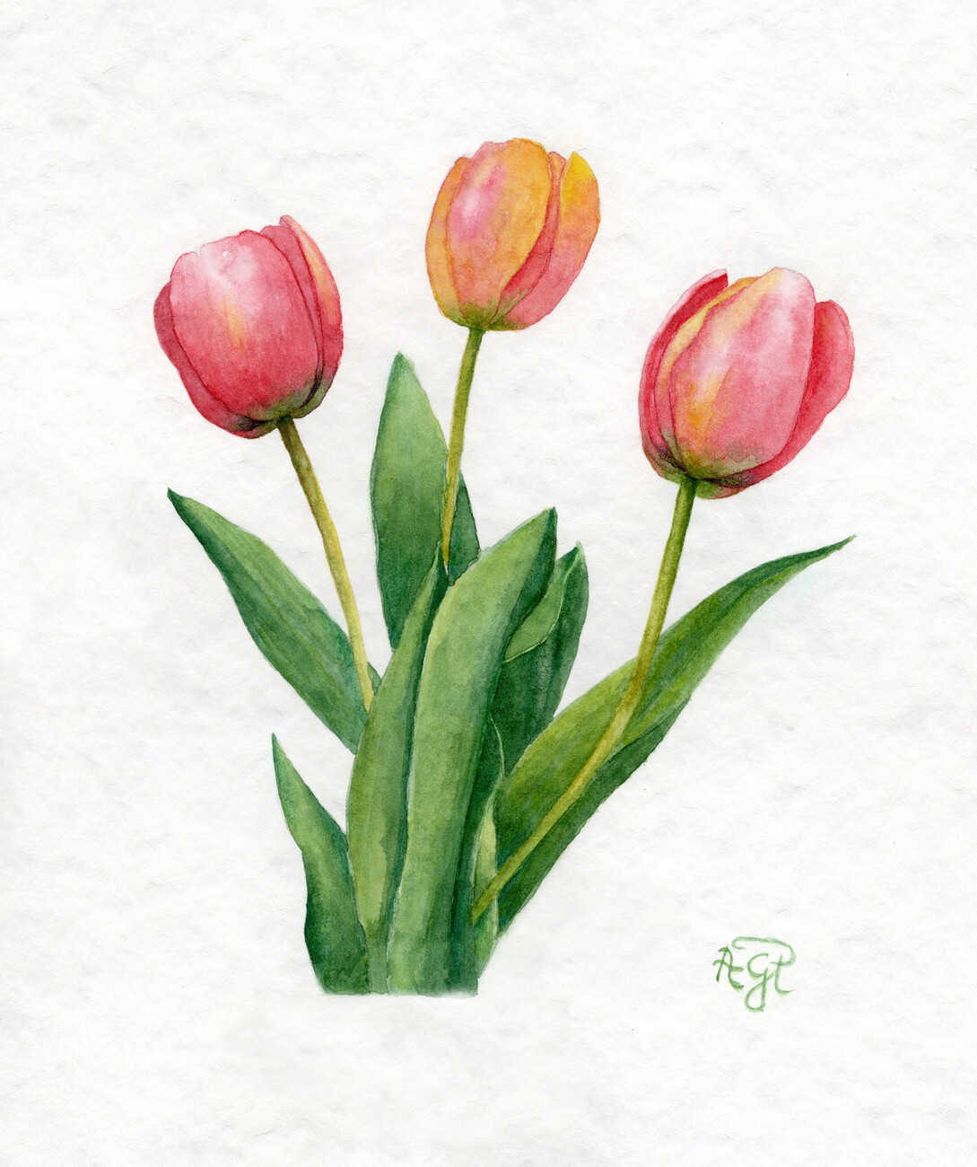 Illustration Tulips