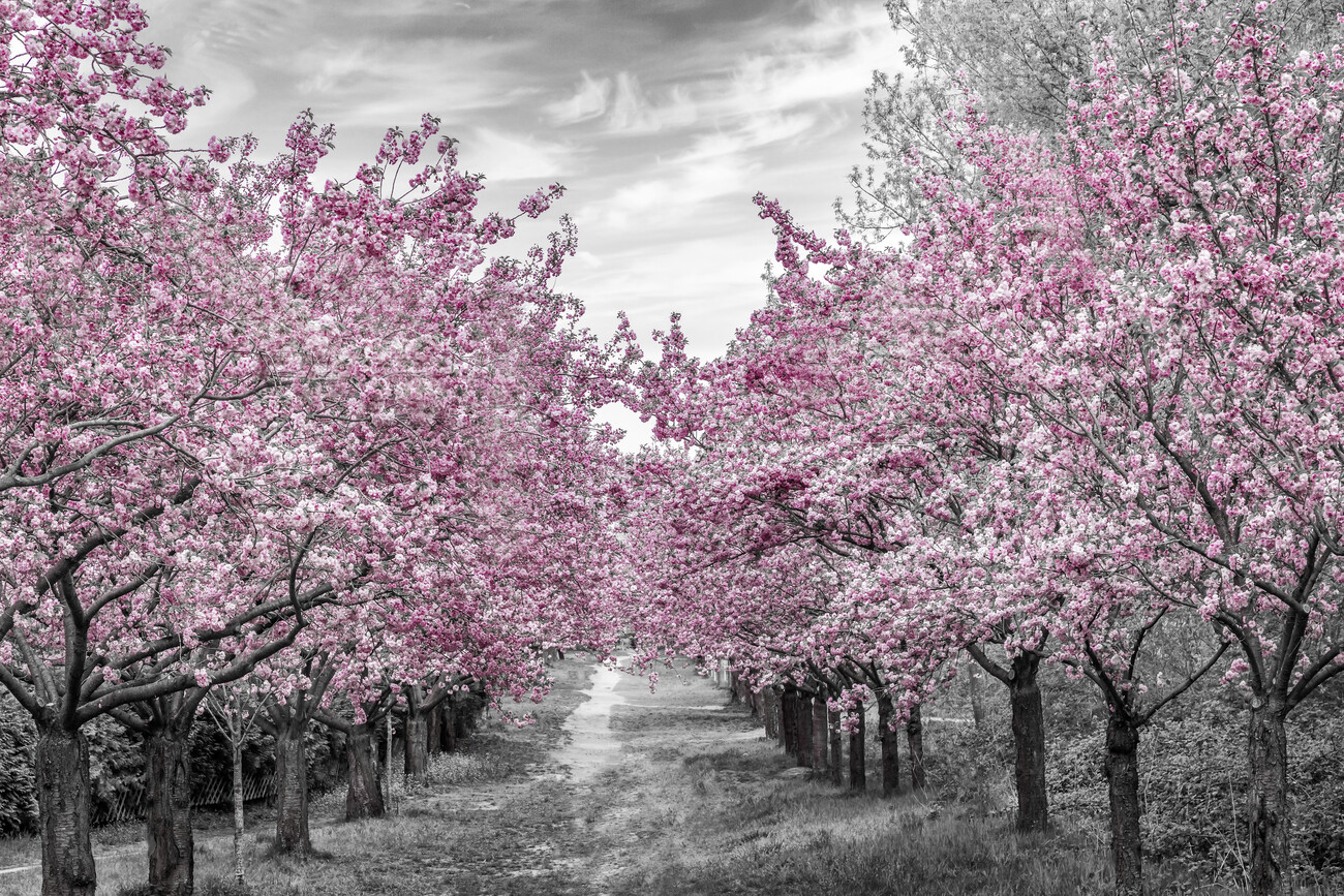 Art Photography Charming cherry blossom alley