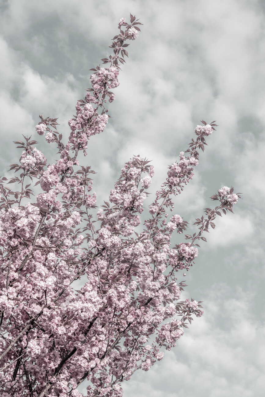 Cherry Blossom Wallpaper 