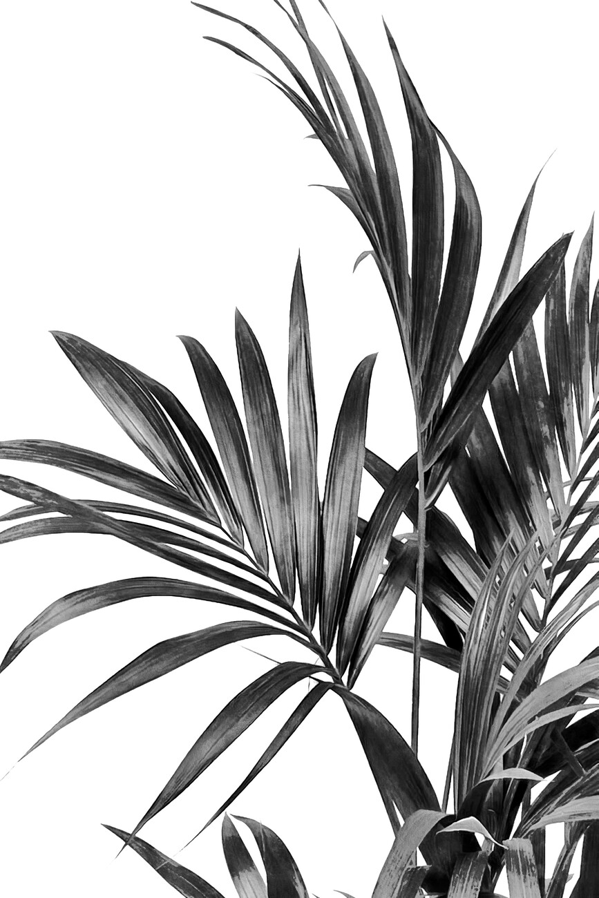 Palm Leaves Black and White 01  Posters Art Prints Wall Murals  250  000 motifs