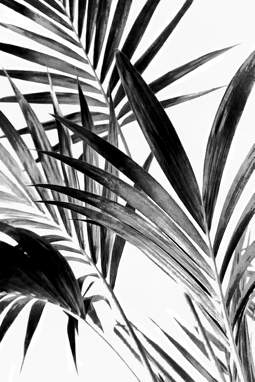 Palm Leaves Black and White 02 | Plakáty, Obrazy a Fototapety na zeď