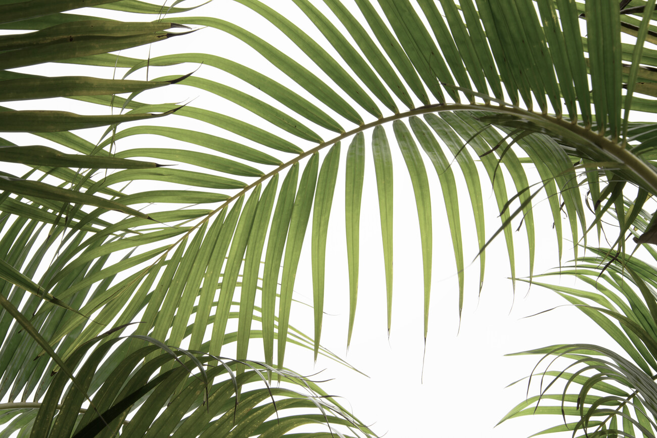 Palm Leaves 01 | Poster, Kunstdrucke, Fototapeten | Europosters