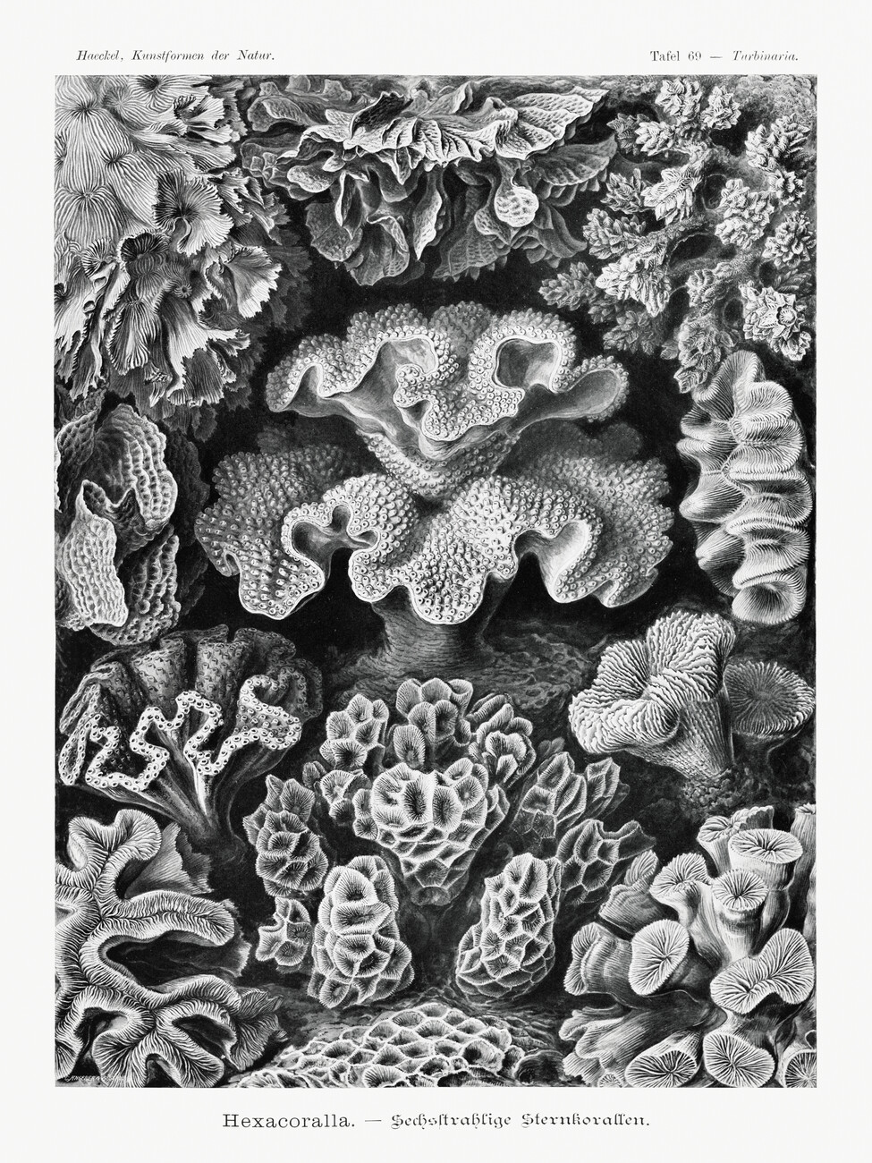 Hexacoralla–Sechsstrahlige Sternkorallen (Coral Reef / Academia) - Ernst  Haeckel | Reproductions de peintures célèbres | Europosters