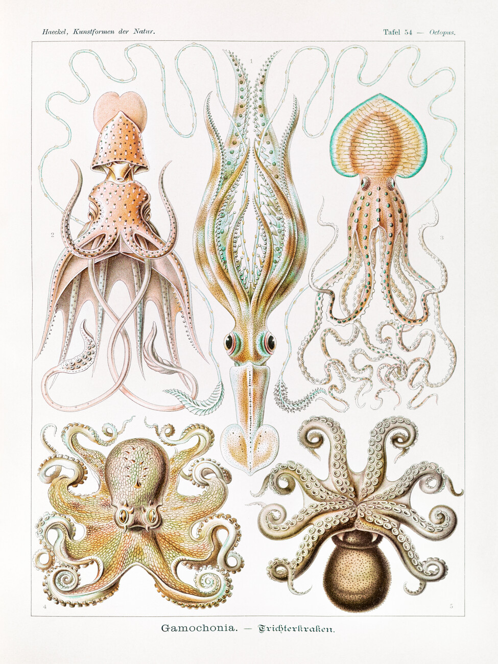 Canvas Print Gamochonia–Trichterkraken (Octopus / Academia) - Ernst Haeckel