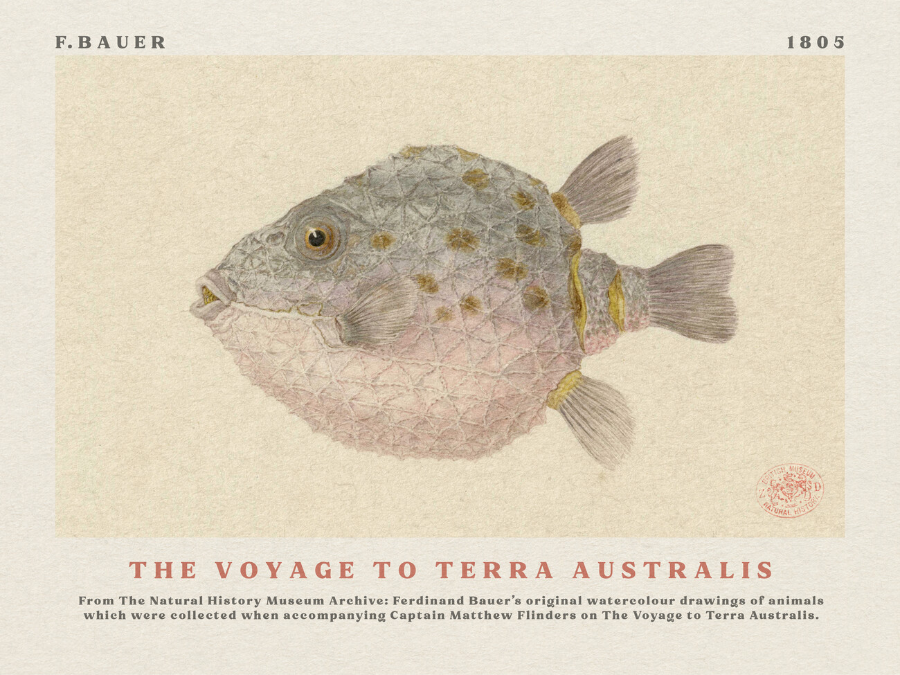 Illustration Watercolour Boxfish from The Voyage to Terra Australis (Vintage Academia) - Ferdinand Bauer