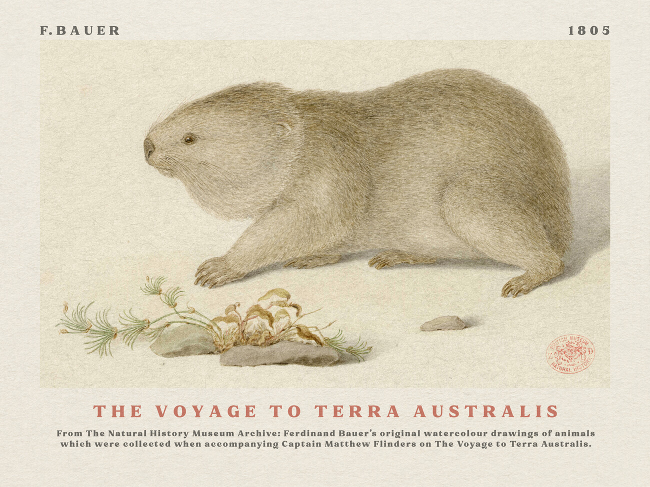 Ilustrace Watercolour Wombat from The Voyage to Terra Australis (Vintage Academia) - Ferdinand Bauer