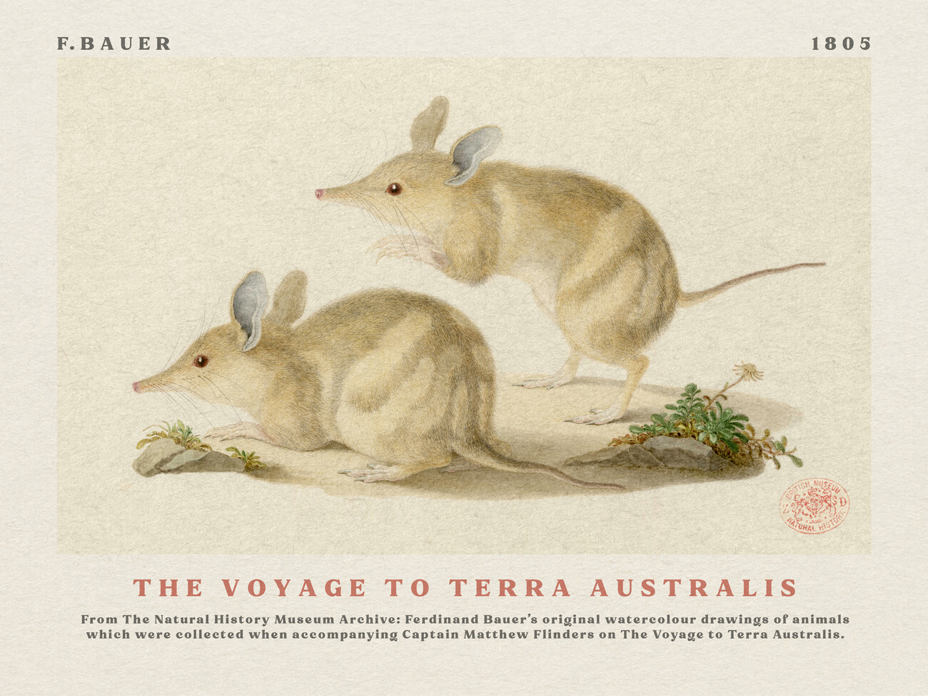 Ilustrace Watercolour Bandicoots from The Voyage to Terra Australis (Vintage Academia) - Ferdinand Bauer