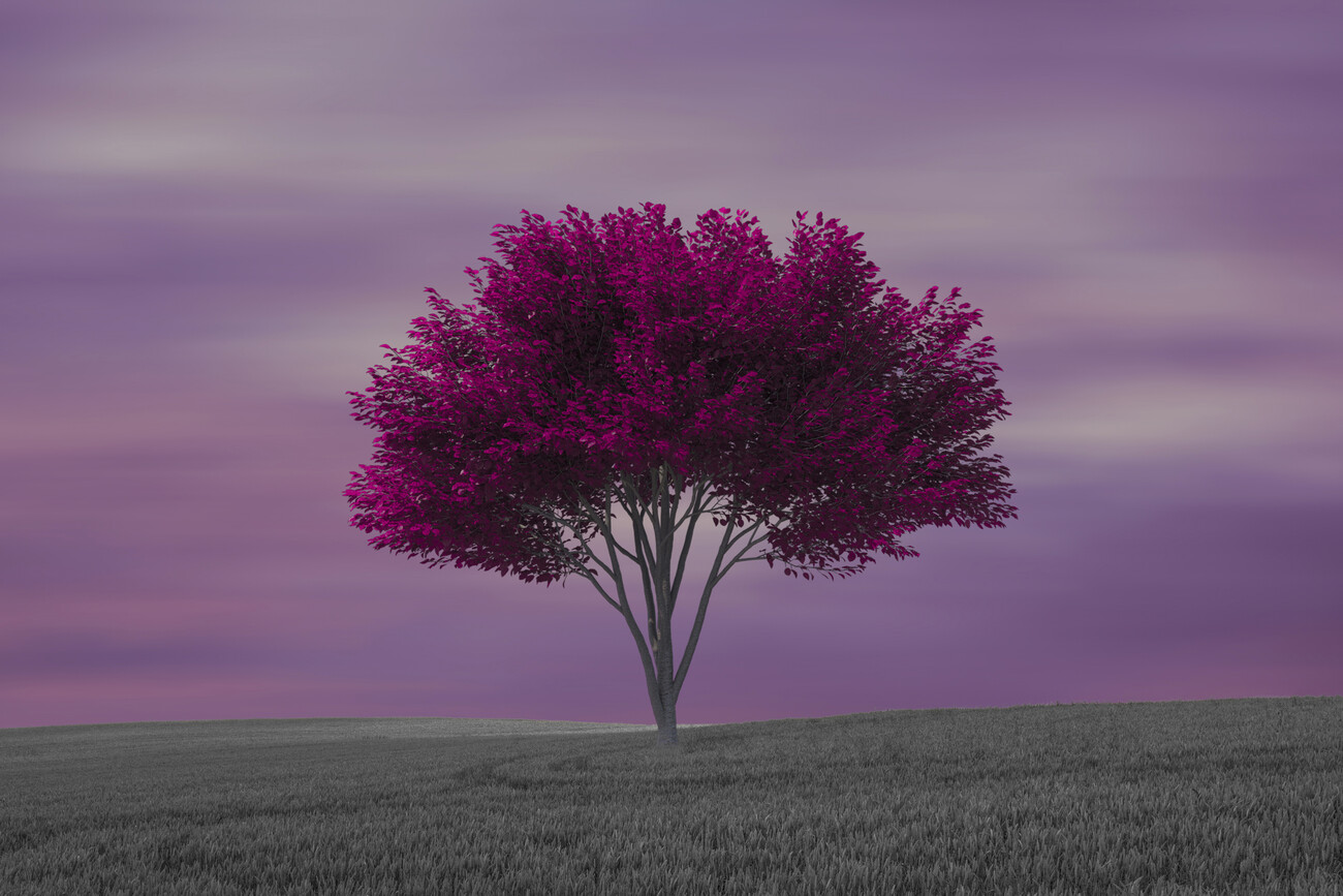 purple trees wallpaper